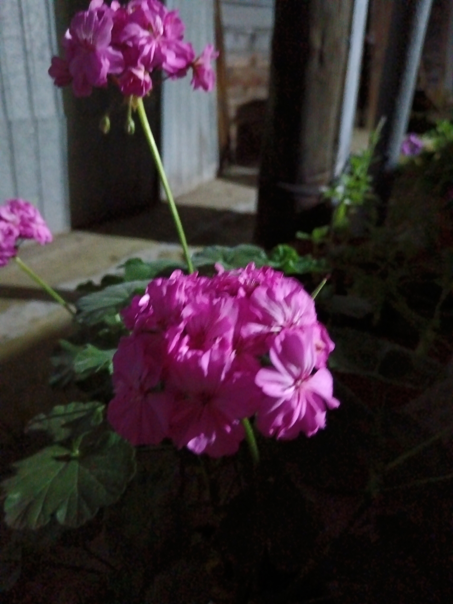 The image shows two clusters of pink flowers, likely geraniums, with green leaves. One cluster is in the foreground on the right, and the other is further back on the left, with a stem extending upwards. The flowers are in focus, while the background is blurred. The background consists of a wooden post or beam, a grey corrugated wall on the left, and dark foliage. The lighting suggests it is either dusk or nighttime. The scene appears to be an outdoor setting, possibly a garden or a yard, in the city of Sorochinsk, Russia, given the presence of the corrugated metal structure which is common in that region. No people are visible in the image.