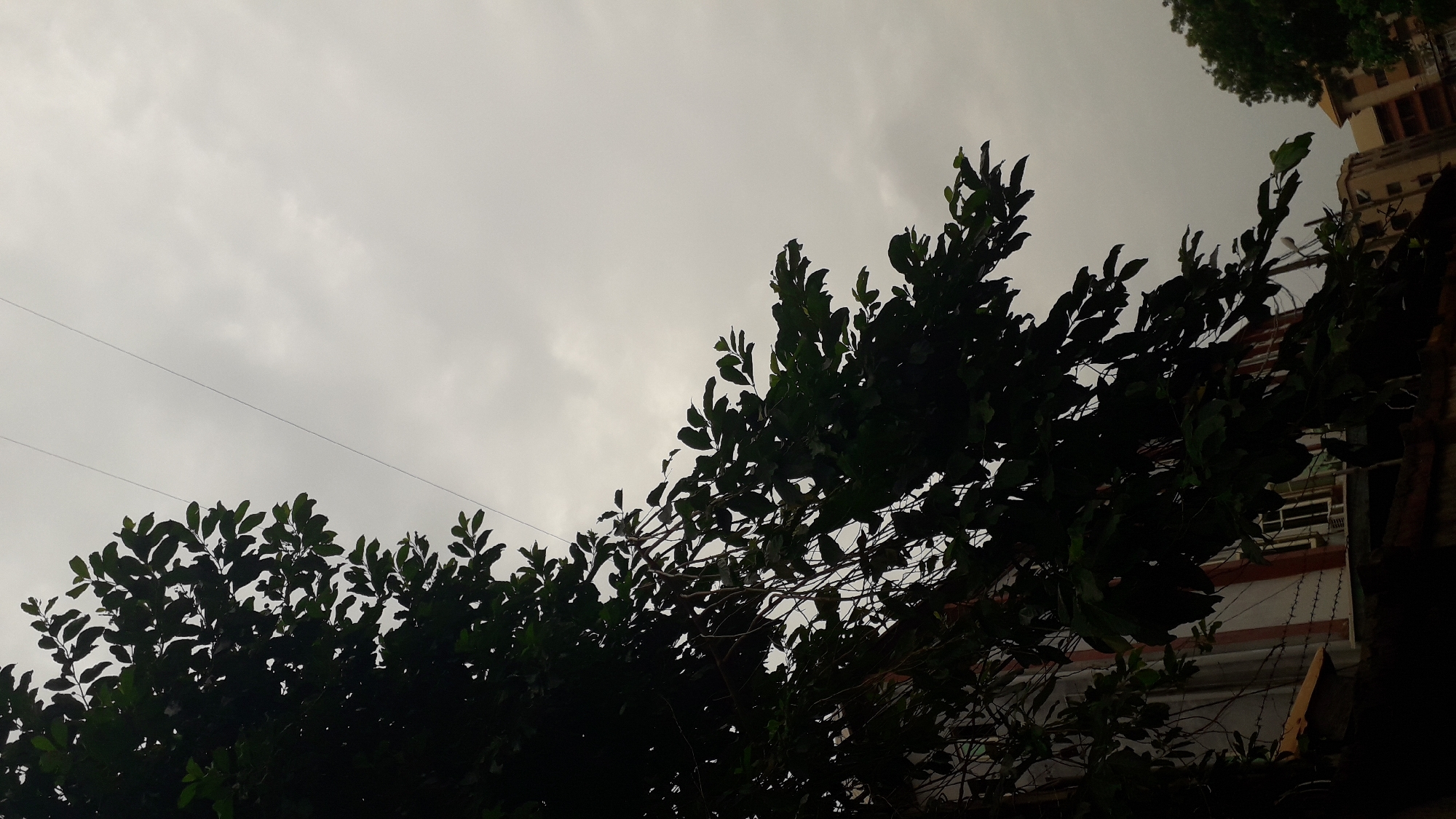 A low-angle shot on a cloudy day in Onitsha, Nigeria, reveals a densely foliated tree taking up the majority of the frame. Silhouetted against the overcast sky, the tree's leaves are dark green. Overhead electrical wires span the sky behind the leaves. In the upper right corner, part of a building is visible, appearing to be multiple stories tall and having light-colored walls. The lower part of the frame reveals glimpses of a lower building partially obscured by the tree. Barbed wire can be seen along the top of the building, indicating some level of security or boundary marking. No people are visible in the frame.