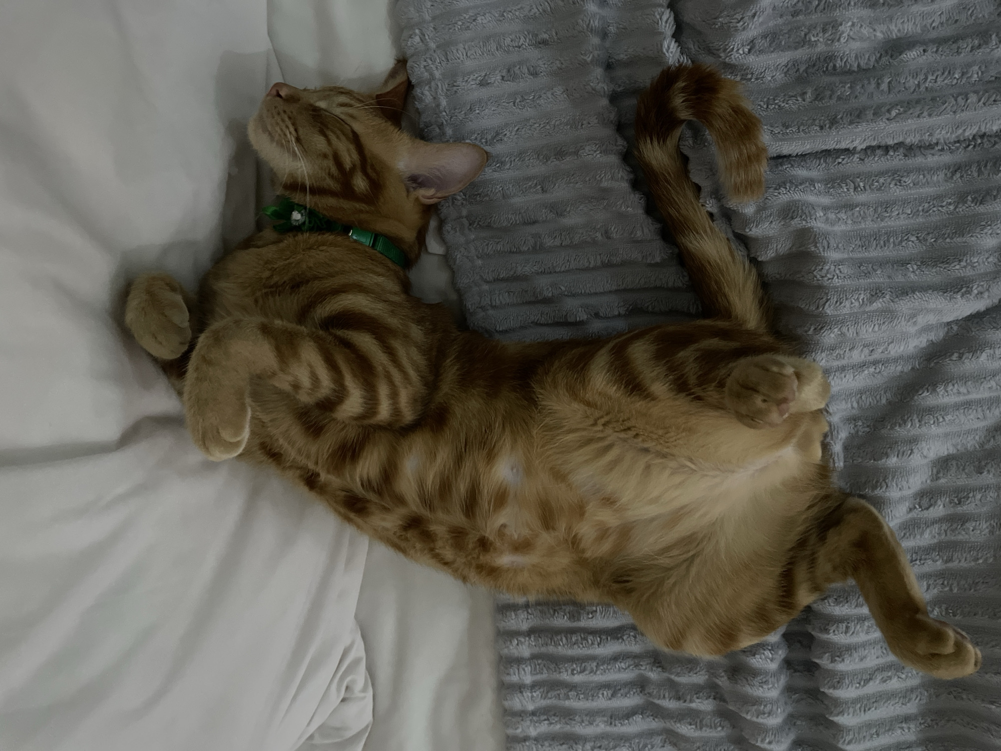 An overhead shot captures an orange tabby cat sleeping peacefully on its back, stretching out on a bed. The cat's head is tilted upwards and to the left, with its eyes closed in deep slumber. A bright green collar is visible around its neck. Its exposed belly is prominently featured, and its front paws are gently curled near its chest. The back legs are casually spread, one resting on a textured grey blanket and the other slightly bent. The cat's striped tail curls gracefully in an S-shape on the grey blanket. The bedding consists of a plain white sheet or pillow on the left side, and a soft, ridged grey blanket on the right, where most of the cat's body lies. Soft, diffused lighting illuminates the scene, enhancing the textures of the blankets and the cat's fur. The cat's relaxed posture and closed eyes convey a profound sense of comfort and tranquility. There is no visible text in the image. The location context provided is Kuta Selatan, Indonesia.