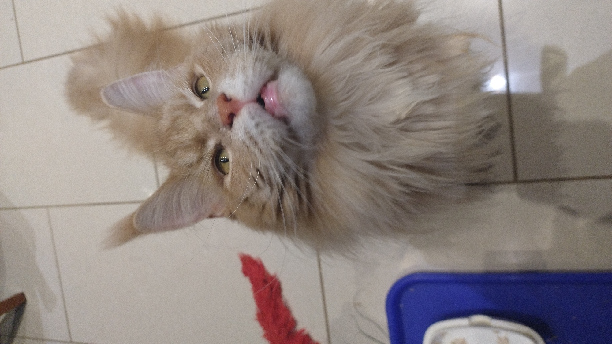An overhead medium shot captures a fluffy, light orange cat with green eyes and pink lips, looking directly at the camera. The cat's fur is voluminous, particularly around its face and neck. Its ears are perked up, and its mouth is slightly open, revealing its tongue. The background consists of a tiled floor in a muted beige color. To the left of the cat, a portion of a blue plastic container is visible, with a small white object inside. A blurry red object is also present in the upper left quadrant of the image. The scene is indoors, as suggested by the tiled floor and indoor objects. This image does not contain information relating to the city of Perea, Greece.