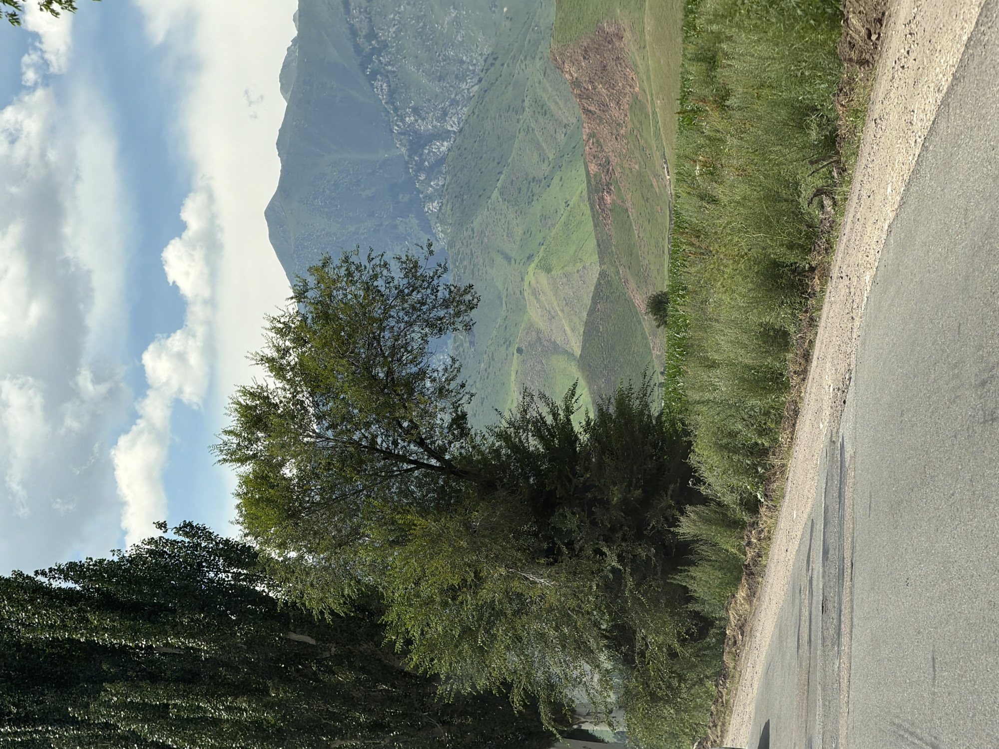 A paved road curves into the distance on the left side of the frame, with a sandy shoulder on its right. Tall, dark green trees line the left edge of the road, partially obscuring the view of a lush green tree situated in the middle ground. Beyond the trees and to the right, rolling green hills stretch towards a backdrop of imposing, mist-shrouded mountains. Patches of brown earth and lighter green vegetation dot the hillsides, and a strip of cornfield is visible in the far distance. The sky above is a bright blue, dotted with fluffy white clouds. The overall scene depicts a rural, mountainous landscape under a partly cloudy sky.