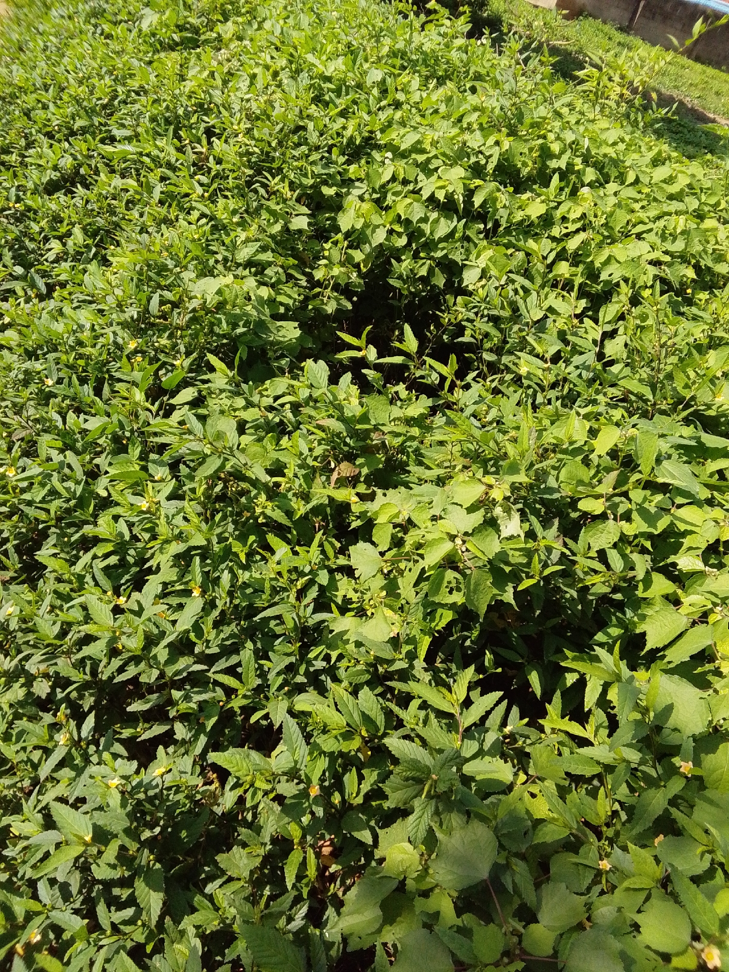 The image shows a dense, overgrown patch of green vegetation, likely weeds or wild plants, covering the ground. The plants are leafy and appear healthy, with some small yellow flowers interspersed throughout. Sunlight casts shadows on the foliage, creating a textured effect. The scene is set outdoors in Serti, Nigeria. The foreground is dominated by the lush greenery, with a hint of a concrete structure and dry grass visible in the background, suggesting an undeveloped or partially maintained area within the city. No people or animals are visible in the frame.
