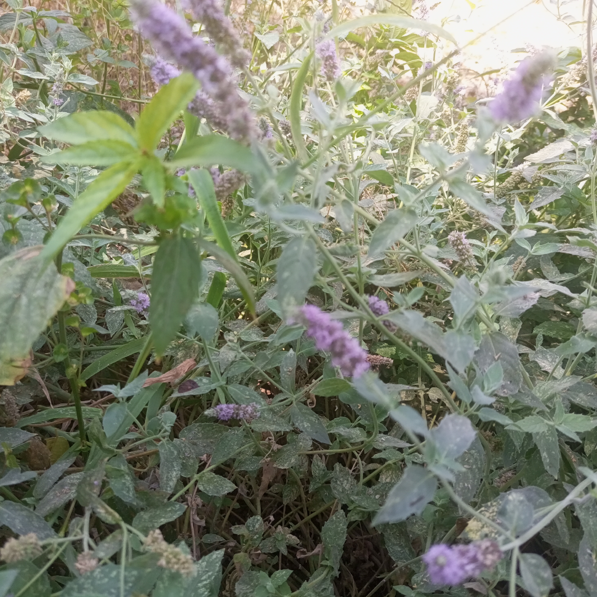 The image shows a close-up view of a dense patch of flowering plants, predominantly with green foliage and clusters of small purple flowers. The plants appear to be growing wild, with some dried leaves and stems visible amongst the greenery. The lighting suggests it is daytime, with sunlight filtering through the leaves in some areas, creating a slightly blurred and hazy effect. The scene is located in Chighirik, Uzbekistan. There are no people or animals visible in the image.