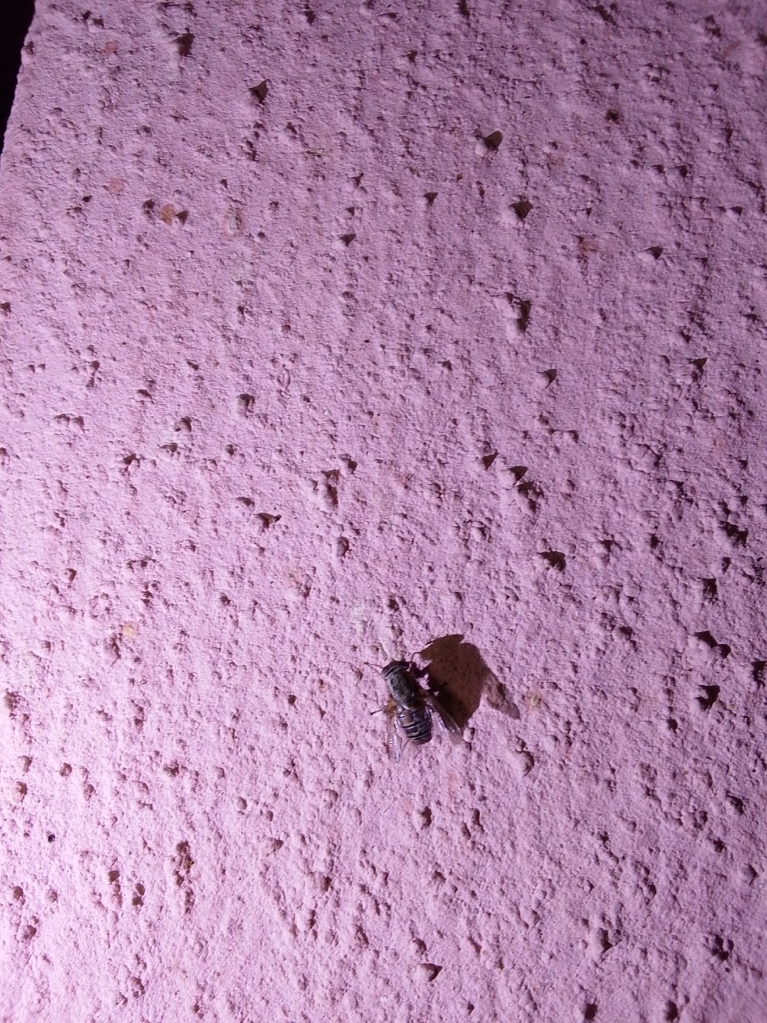 An overhead, close-up, low-angle, indoor shot shows a single, dark-colored insect on a textured, light purple surface. The surface appears to be a wall made of rough plaster or concrete, with numerous small pits and bumps. The insect, which is the main subject of the image, is positioned in the lower-left quadrant of the frame. It is dark gray or black, with visible segmented body parts and wings. A shadow is cast to the right of the insect, suggesting a light source from the upper left. The lighting in the scene gives the entire image a purple hue. The image does not contain any information that allows for identification of its location in Serti, Nigeria.