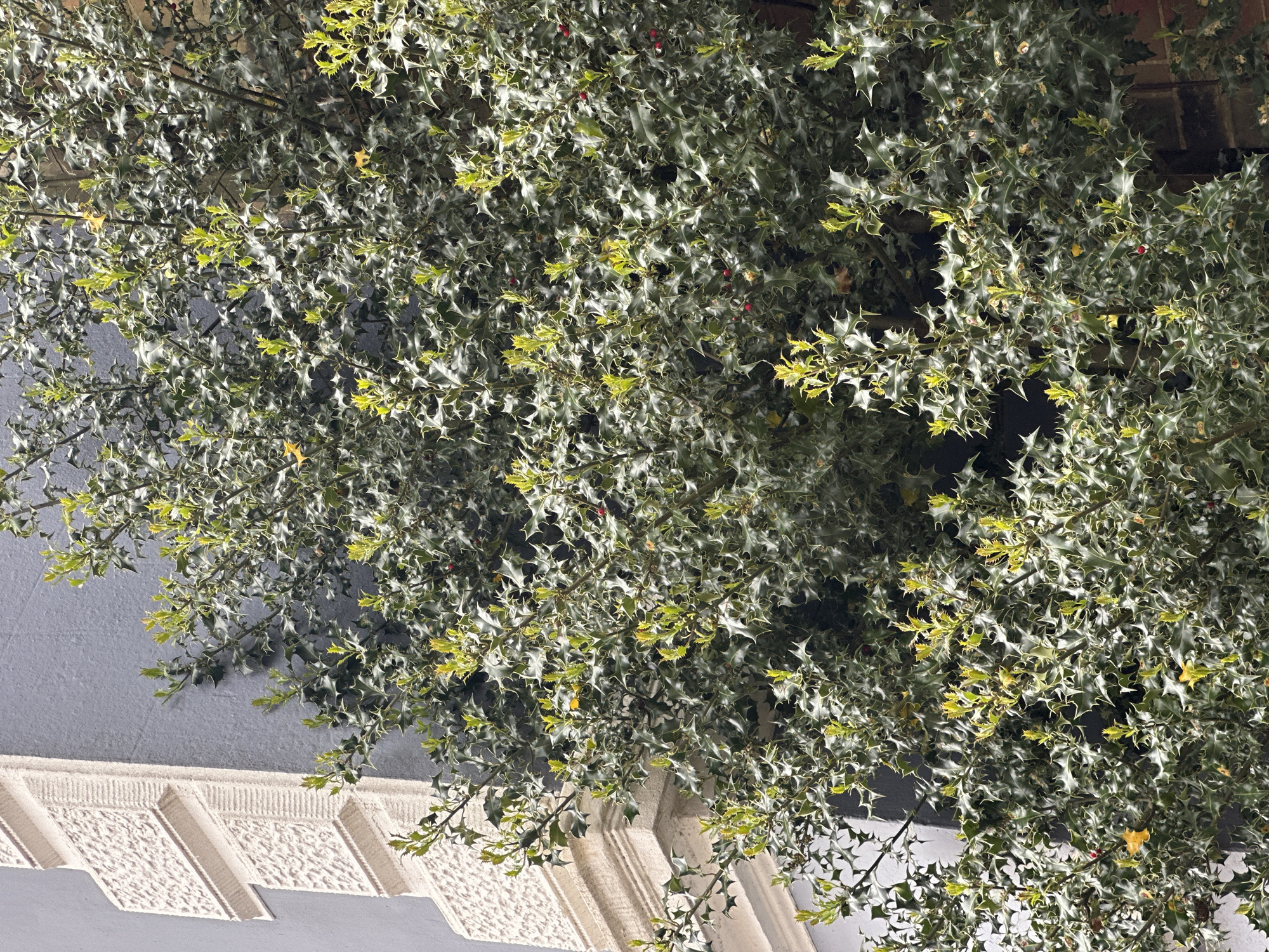 The image shows a holly bush in Tunbridge Wells, United Kingdom. The bush is dense with spiky, variegated leaves and a few red berries are visible. Part of a building's exterior is visible; a light gray wall and decorative, light-colored architectural details near the bottom left of the frame. The scene appears to be in a somewhat shaded or dimly lit area. The bush overhangs the building detail. No people are visible.