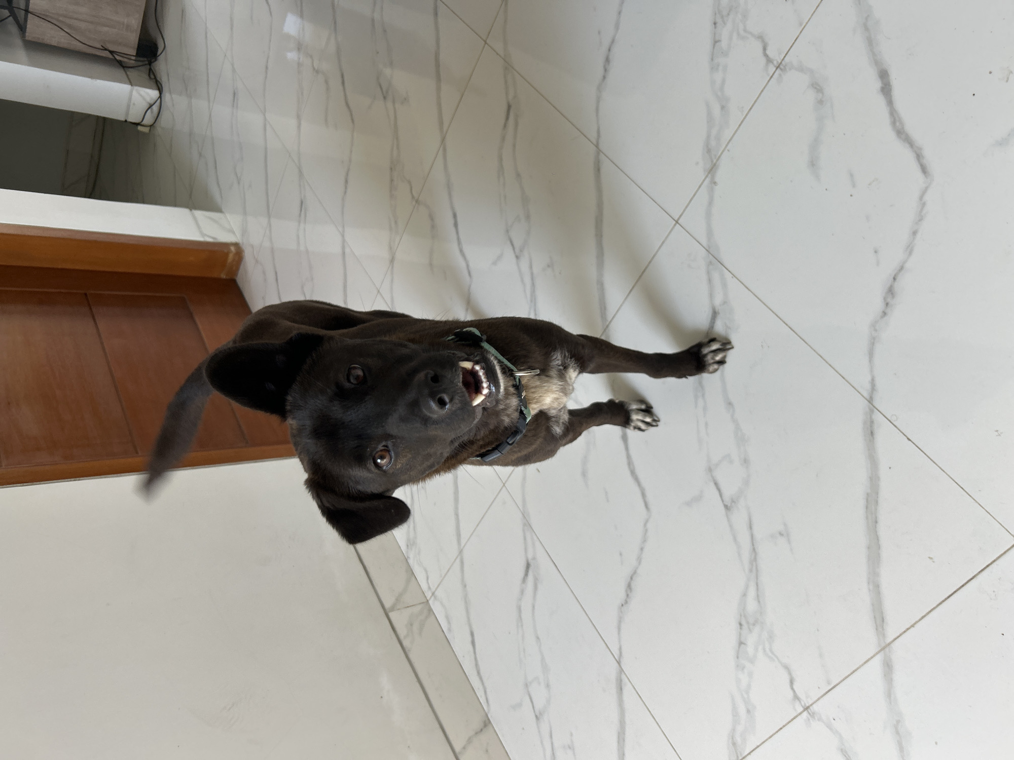 A black dog with tan markings around its muzzle and chest stands on a white tiled floor with marble-like veining. The dog is wearing a dark collar. Its mouth is slightly open, revealing its teeth and tongue. The dog is looking upwards towards the camera. In the background, a wooden door is visible on the left, and a white column and a piece of furniture with wires are on the right. The scene appears to be indoors, likely in a home in Sukawati, Indonesia, given the context. The lighting is bright, suggesting it is daytime.