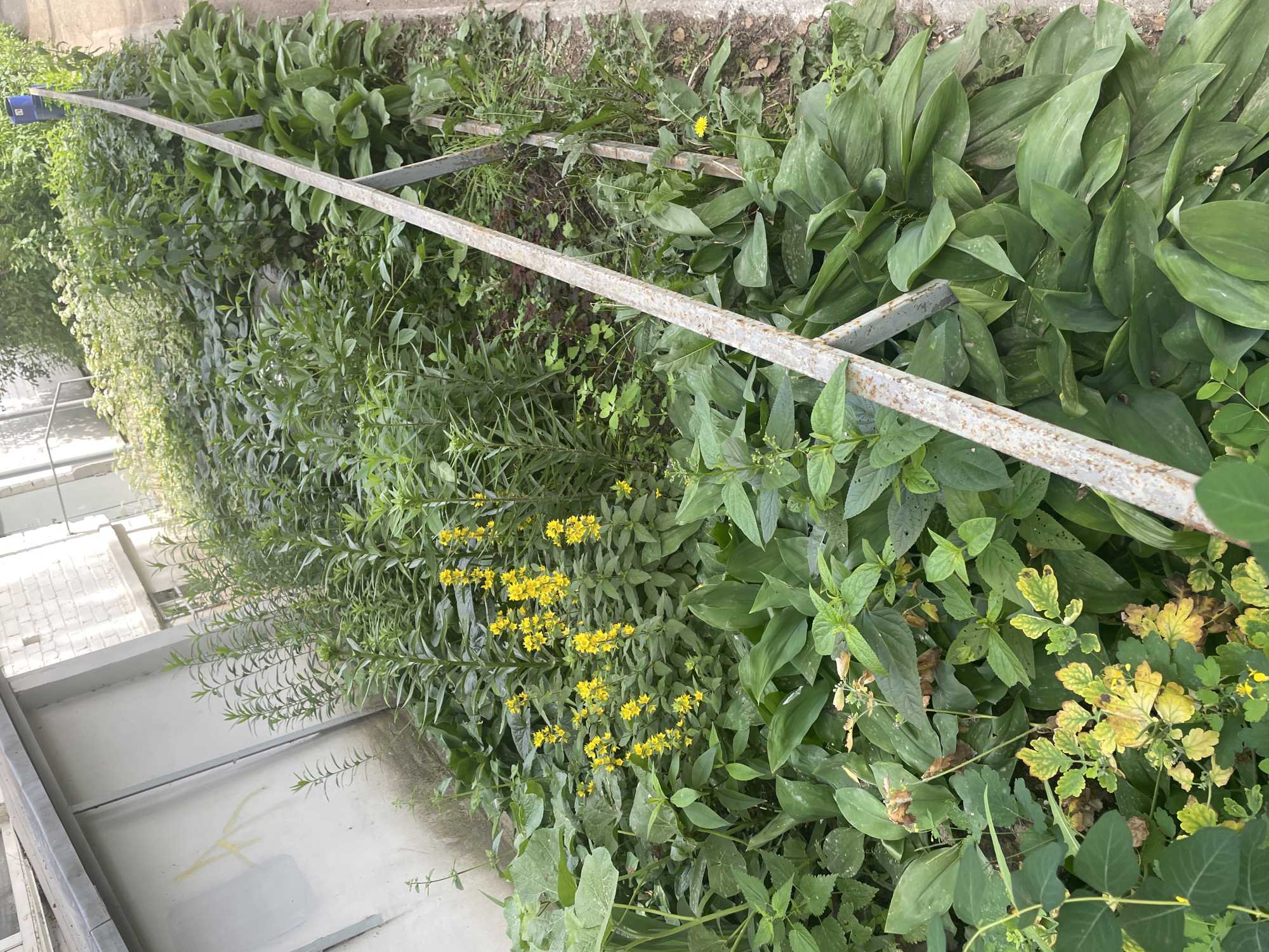 A patch of vibrant green foliage grows along a weathered metal railing. The railing, with visible rust, runs diagonally across the frame. Among the lush green leaves, bright yellow flowers are scattered throughout the plants, adding pops of color to the scene. In the background, a light-colored building with a grey roof and what appears to be graffiti on its wall suggests an urban setting. The ground is a mix of dirt and sparse vegetation. The overall impression is a somewhat overgrown natural space juxtaposed with man-made structures in Chaikovsky, Russia.