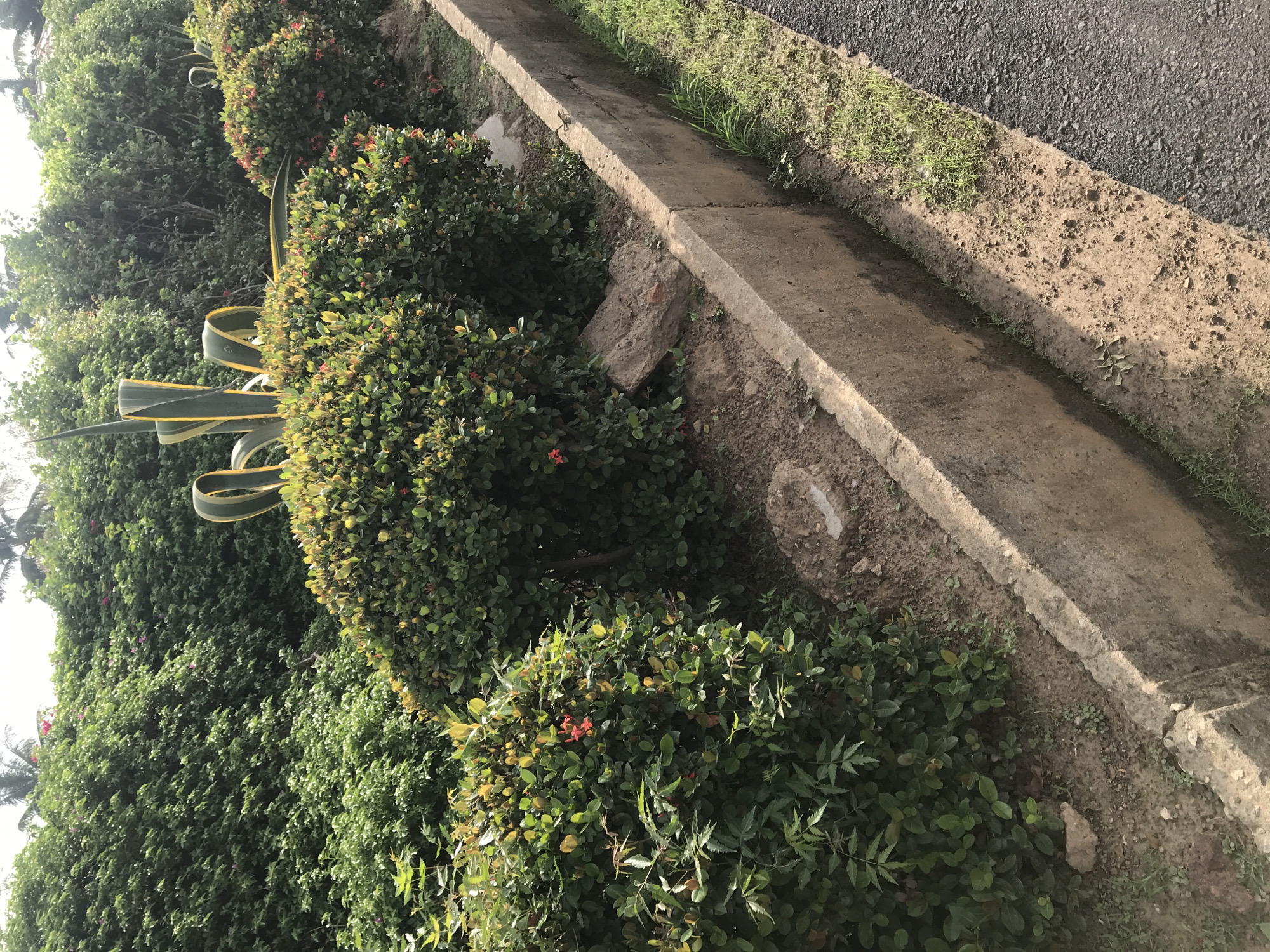 The image depicts a roadside scene in Oko Erin, Nigeria. Manicured, green, bushy plants interspersed with an agave plant line the side of the road. A concrete curb separates the vegetation from the paved road surface. There is no visible human activity.