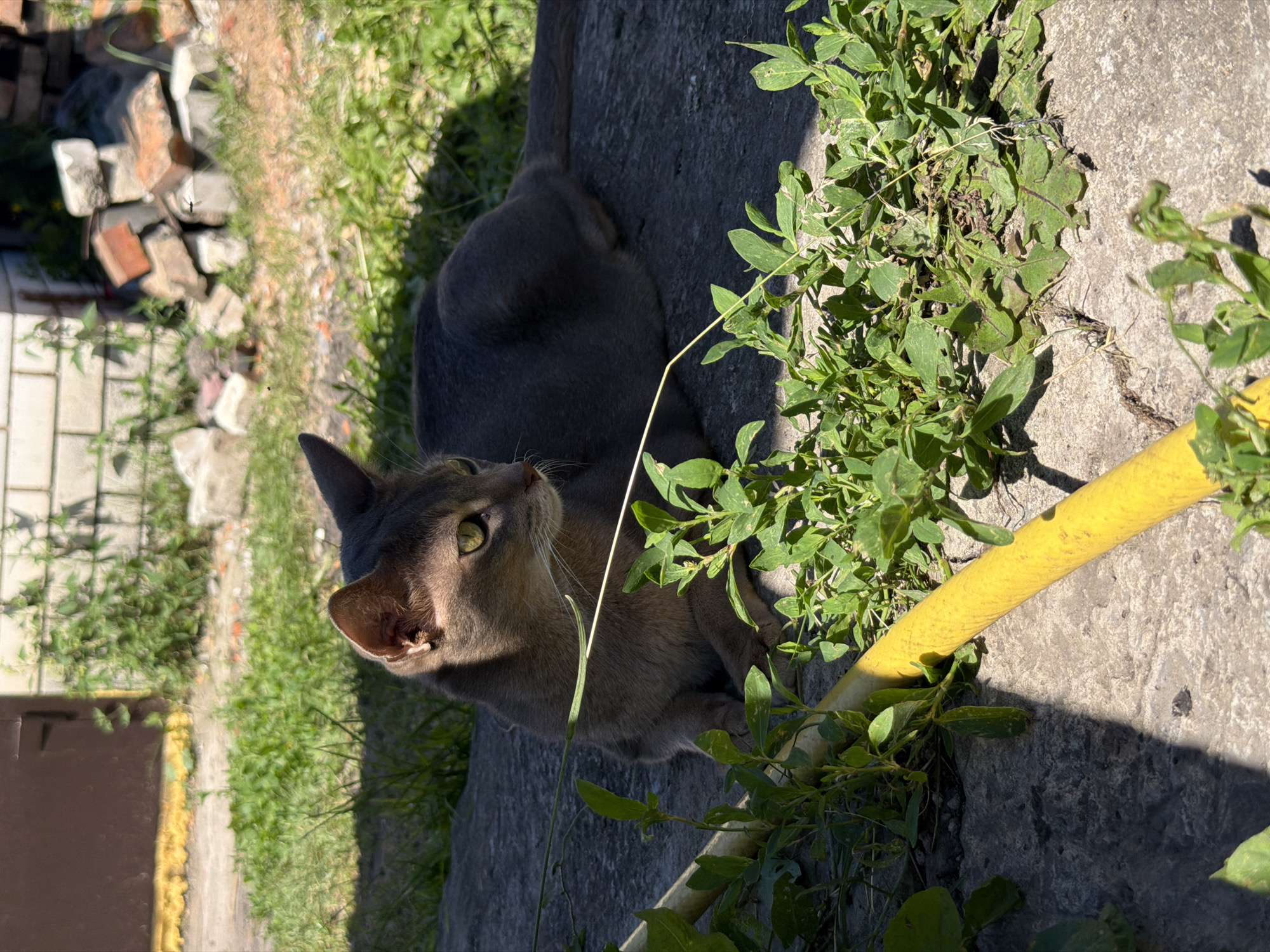 A gray cat with green eyes is lying on a stone surface outdoors. The cat is looking to its left. In the foreground, there is a yellow hose and green plants. In the background, there is grass, a brown door, and a pile of bricks. The scene appears to be in a yard or alleyway in the village of Petryaksa, Russia.