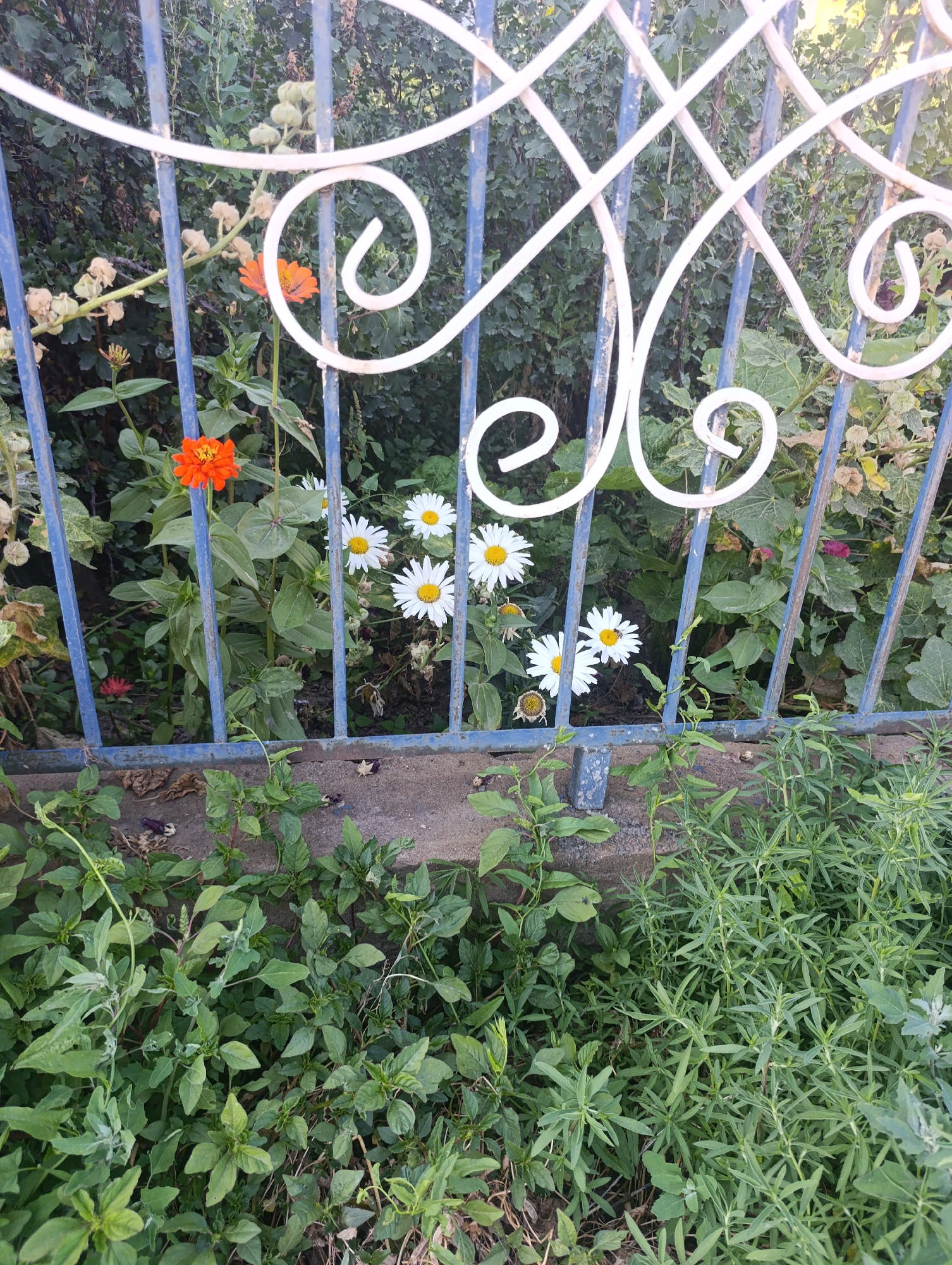 The image shows a garden fence with blue metal bars and white decorative metalwork. Behind the fence, various plants are visible, including several white daisy-like flowers, one bright orange zinnia, and a smaller red flower. Green foliage fills the background. In the foreground, more green plants and some dry leaves are present on the ground. The scene appears to be a garden in the city of Bosteri, Kyrgyzstan. There are no people or animals depicted in the image.