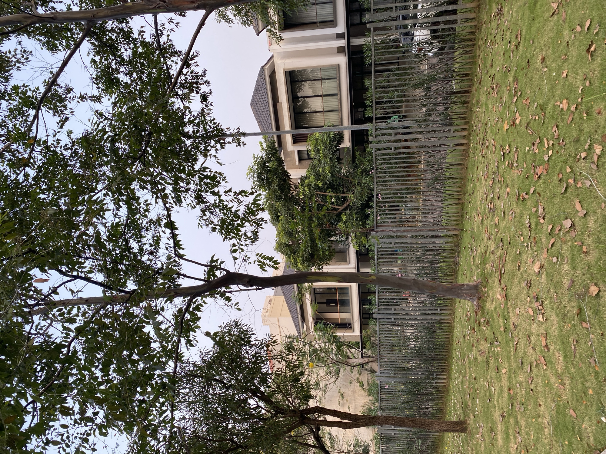 The image depicts a residential street in North Jakarta, Indonesia, likely in a modern housing complex. The foreground features a well-maintained lawn scattered with fallen brown leaves, indicating an autumn or dry season. Two trees stand on the left and right sides of the lawn, their branches extending upwards, with the one on the left being taller and more slender than the one on the right. A grey metal fence separates the lawn from the property behind it.
Beyond the fence, a row of contemporary houses is visible. These houses are characterized by their sleek design, featuring cream-colored facades, large windows with dark frames, and dark-tiled roofs. One house in the center showcases a prominent, multi-story window. Mature trees and lush green foliage are interspersed among the houses, suggesting a well-landscaped environment. A tall, slender street lamp or utility pole stands in front of one of the houses. The sky above is a pale, overcast grey. No people are visible in the scene.
