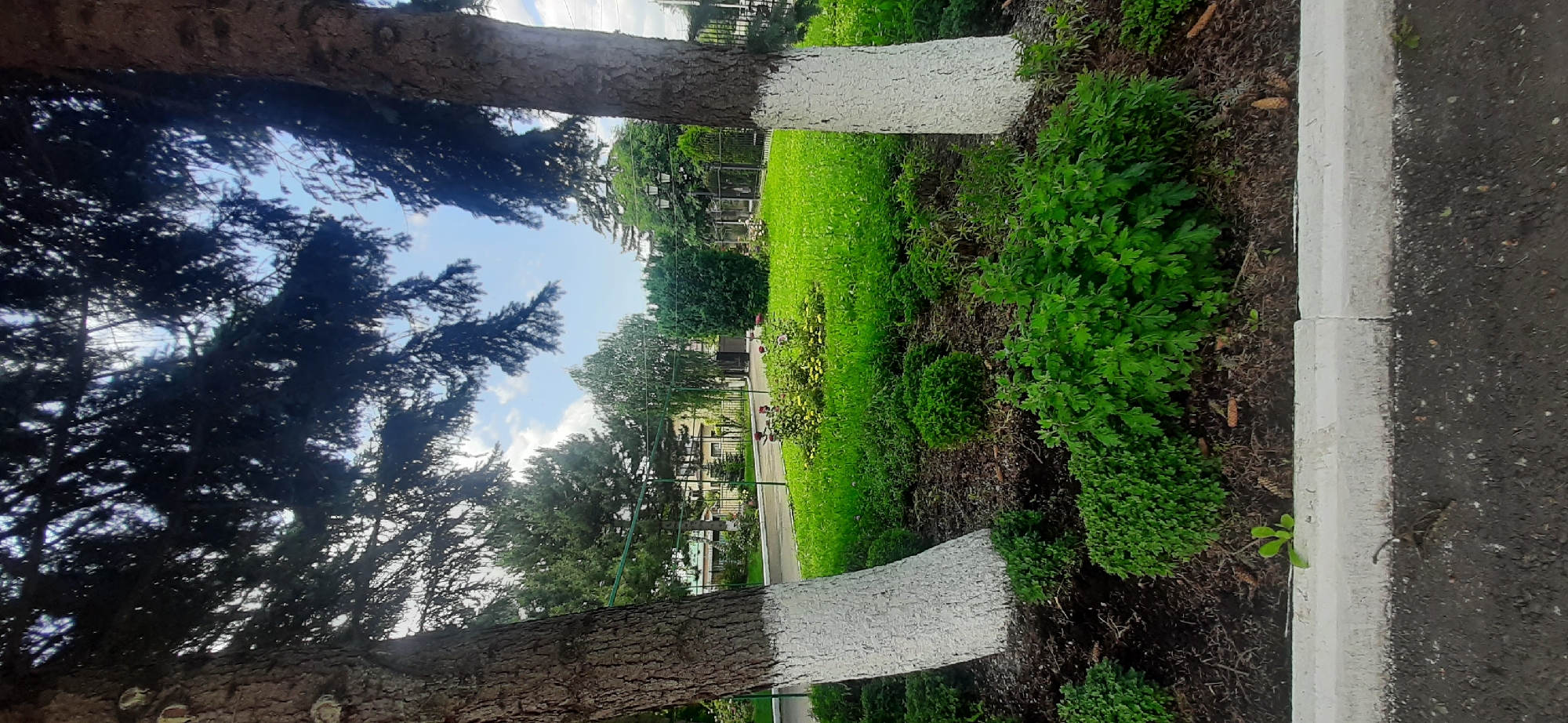 In the city of Yessentukskaya, Russia, this image captures a verdant park area. Two mature trees with whitewashed lower trunks stand prominently in the foreground, their dark needles forming a canopy overhead, partially obscuring a bright, partly cloudy sky. The ground beneath the trees is covered with dark soil and mulch, interspersed with lush green, low-lying plants. A vibrant green lawn stretches beyond, dotted with flowering bushes that exhibit red and yellow blooms. Beyond the lawn, a black metal fence encloses the area, with a paved walkway or road visible behind it. Further in the background, various types of trees, including evergreens and deciduous varieties, create a layered effect, with a light-colored building visible in the distance. The scene depicts a well-maintained public space, likely a park or garden, showcasing natural elements and careful landscaping.