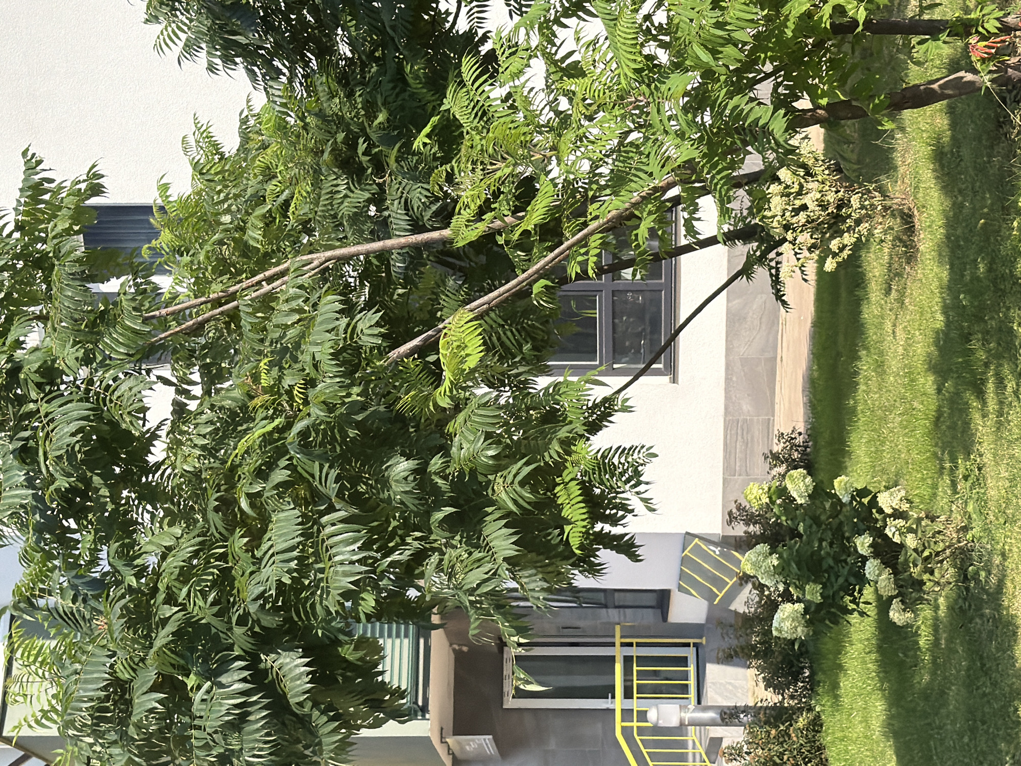 The image depicts a building exterior with lush green trees and foliage in the foreground. A modern building with white walls and dark-framed windows is visible. To the left, a section of the building shows a grey facade with a glass door and a yellow railing leading up to it. A small bush with white flowers is planted in the grassy area in front of the building. The scene appears to be a residential or commercial complex. The sky is partially visible and appears overcast. The image does not contain any people or indicate any specific actions or interactions. There is no information in the image to suggest this location is in Kyiv, Ukraine.