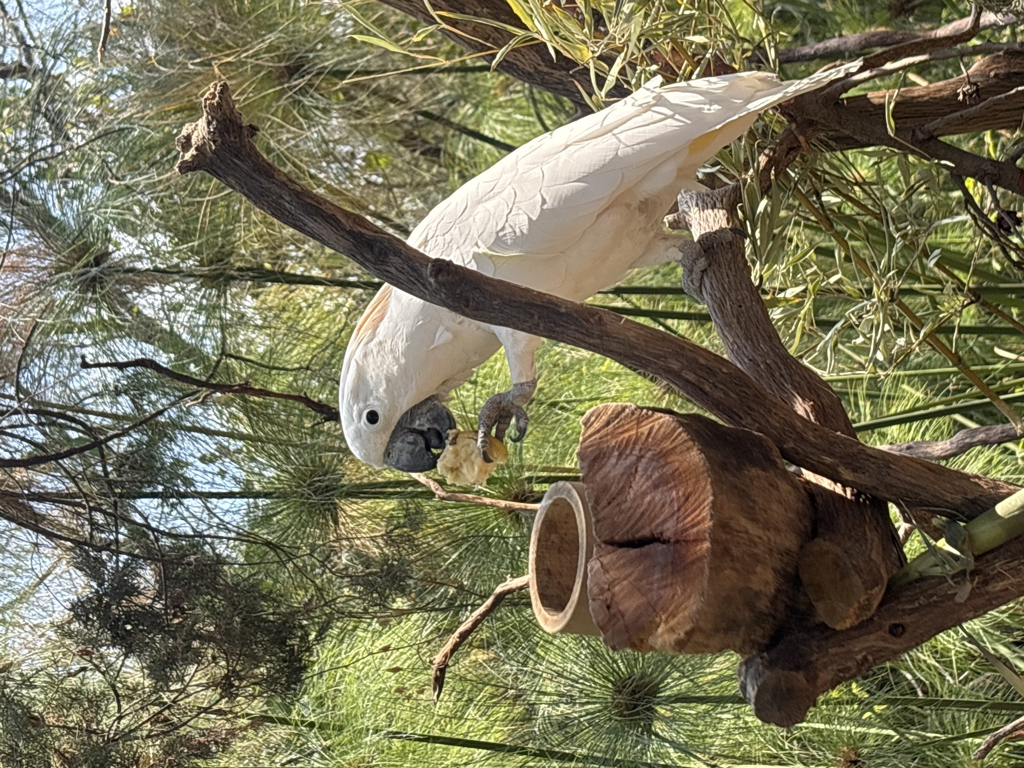 A white cockatoo is captured mid-meal, perched precariously on a sturdy tree branch. The bird, with its white plumage and a hint of yellow or orange on its crest, holds a piece of light-colored food, possibly fruit or a vegetable, in its left claw, bringing it towards its dark beak. Its eye is visible, focused intently on the food.
The setting is an outdoor, natural environment, characterized by an abundance of green foliage and a network of tree branches, some thick and gnarled, others finer. In the foreground to the right, a significant wooden structure, resembling a carved log with a cylindrical opening, is visible. This object could be a feeder or a nesting box, integrated into the tree structure.
The image is well-lit by bright daylight, suggesting a sunny and clear day. Shadows are cast on the branches and the wooden structure, indicating a high sun position. The overall scene conveys a moment of calm natural activity. No visible text is present in the image. This scene is located in Puebla, Mexico.