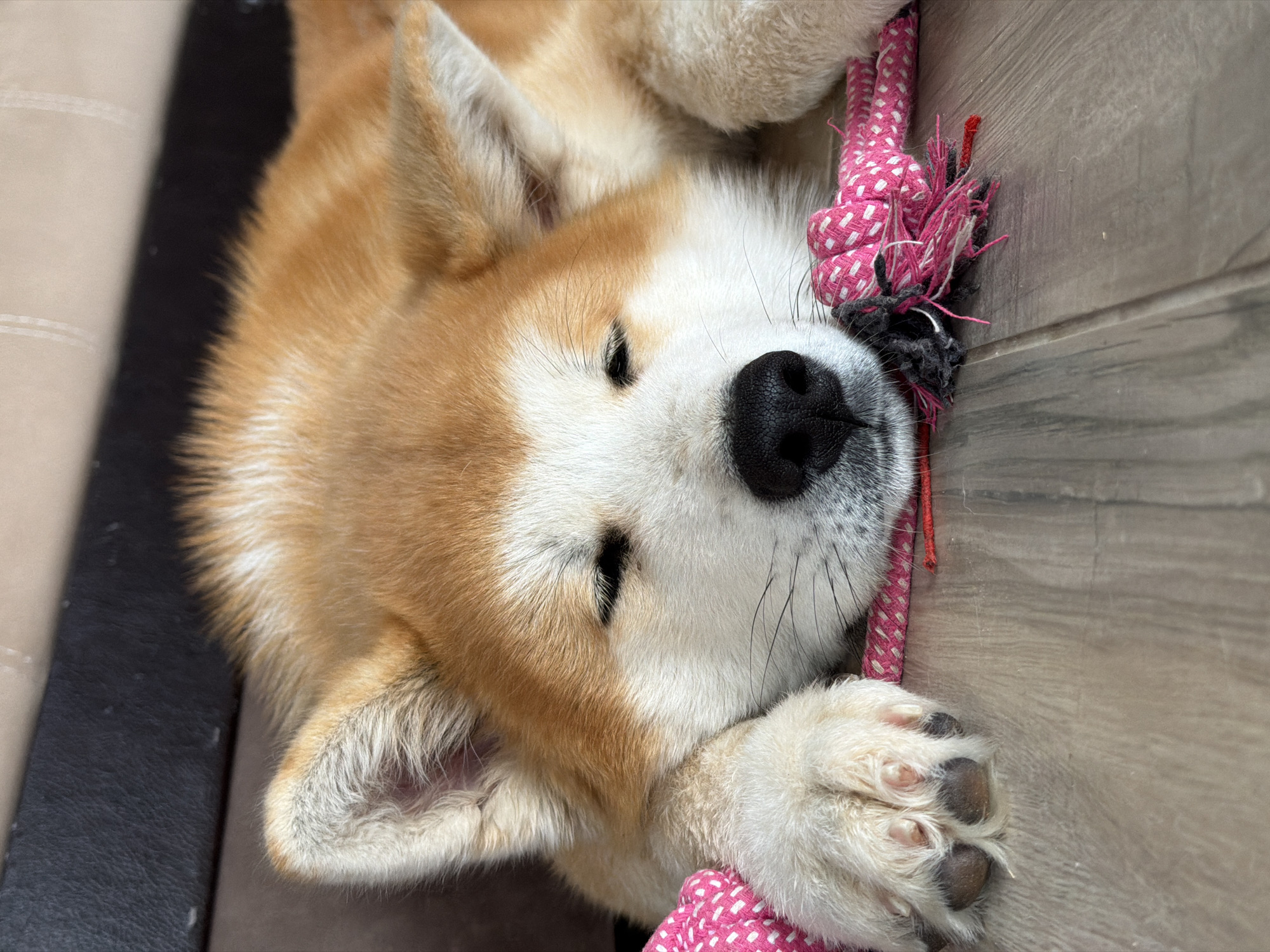 A close-up, portrait-style shot depicts an Akita dog sleeping on its side. The dog has a light brown and white coat, with a black nose and closed eyes. It is resting its head on a pink and white rope toy. The background consists of a dark brown surface on the left and a light brown, wood-grained surface on the right. The location is not identified as Chaikovsky, Russia.