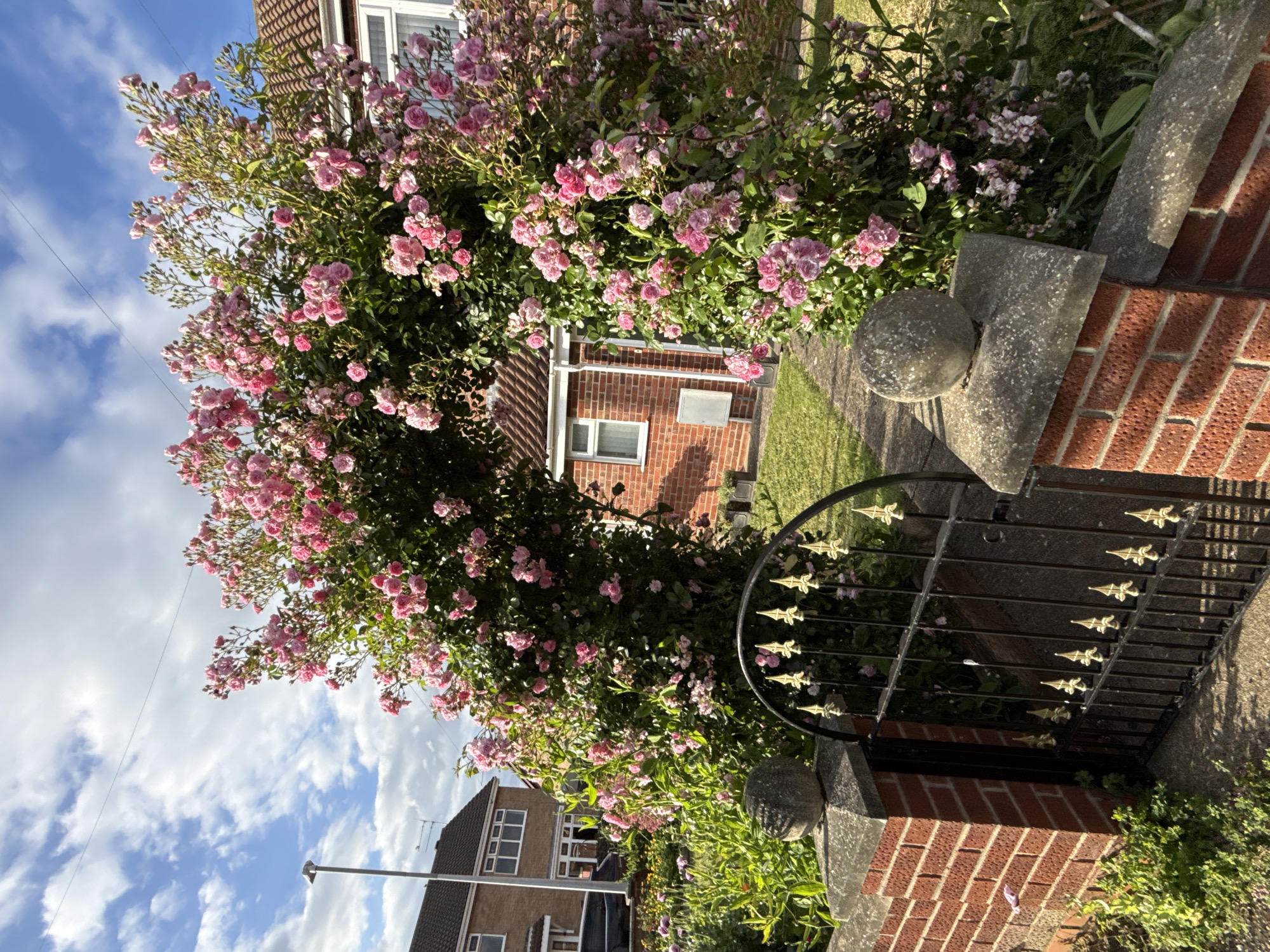 A low-angle, medium shot captures a vibrant pink rose archway framing a garden path and the side of a residential building. The archway is composed of dense, flowering rose bushes, their delicate pink blossoms and green foliage creating a lush canopy. A black wrought-iron gate with ornate gold fleur-de-lis accents is visible at the base of the archway, partially obscured by the roses and a brick pillar topped with a spherical stone finial.
The garden path, made of concrete slabs, leads into the scene, with green grass and other flowering plants visible to the left. Behind the rose arch, the side of a red-brick house with white-framed windows and a tiled roof is seen. A lamppost stands on the left side of the frame, near a detached house with dark-tiled roofing and white-framed windows. The sky above is a bright blue with scattered white clouds, indicating fair weather. The overall scene suggests a well-maintained garden entrance on a sunny day, likely in a residential area of Great Yarmouth, United Kingdom.