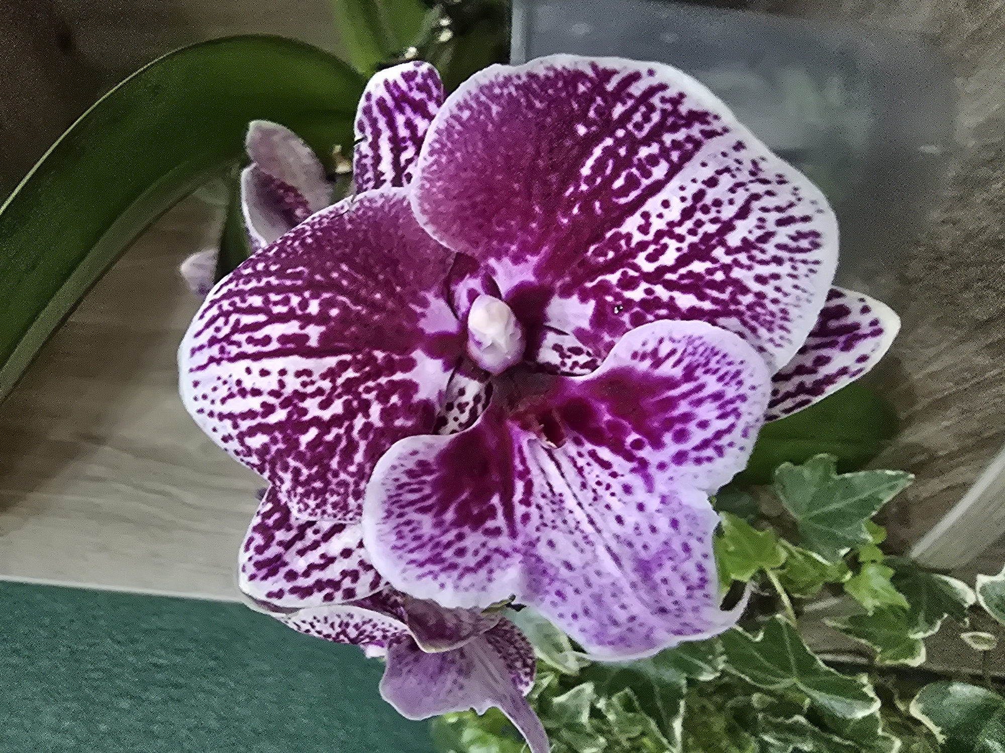 The image shows a close-up of a phalaenopsis orchid with purple and white speckled petals. The orchid is in a pot with green ivy leaves surrounding its base. The background consists of a textured green wall on the left and a light-colored vertical surface on the right, possibly a shelf or a piece of furniture. The scene is indoors, likely in a home or a florist shop in Vyshneve, Ukraine, given the context provided. There are no people or actions depicted in the image.