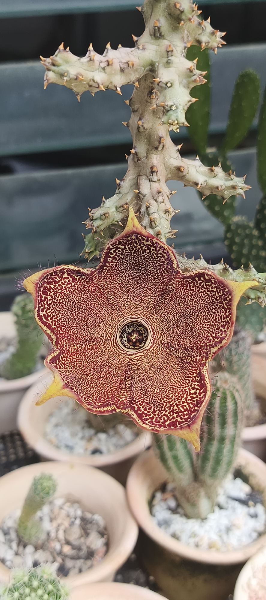 A close-up, vertical shot captures the striking bloom of a succulent plant, likely a Stapelia or similar species, against a blurred background of other potted plants. The central subject is a large, star-shaped flower, predominantly reddish-brown with intricate yellow mottling or stippling that creates a textured appearance across its five broad petals. The edges of the petals are distinctly hairy and slightly curled, with pointed yellow tips. At the heart of the flower is a darker, circular center with complex internal structures.
The flower hangs from a robust, segmented, and spiky stem that branches out above it. This stem is a pale grey-green, covered in numerous sharp, orange-tipped spines or tubercles, indicating its succulent nature. The texture of the stem appears rough and hardy.
In the background, several terracotta-colored pots are visible, holding various other succulents and cacti, some of which are slightly blurred. These include a slender, fuzzy green cactus and smaller cacti with segmented growth, potted in gravelly or rocky substrate. The overall setting suggests a plant collection or nursery, likely outdoors or in a bright greenhouse. The lighting is natural and bright, indicating daytime. No human subjects or discernible text are visible in the image. The scene is static, showcasing the unique beauty of this flowering succulent, consistent with plant cultivation in a warm climate like Bangkok, Thailand.