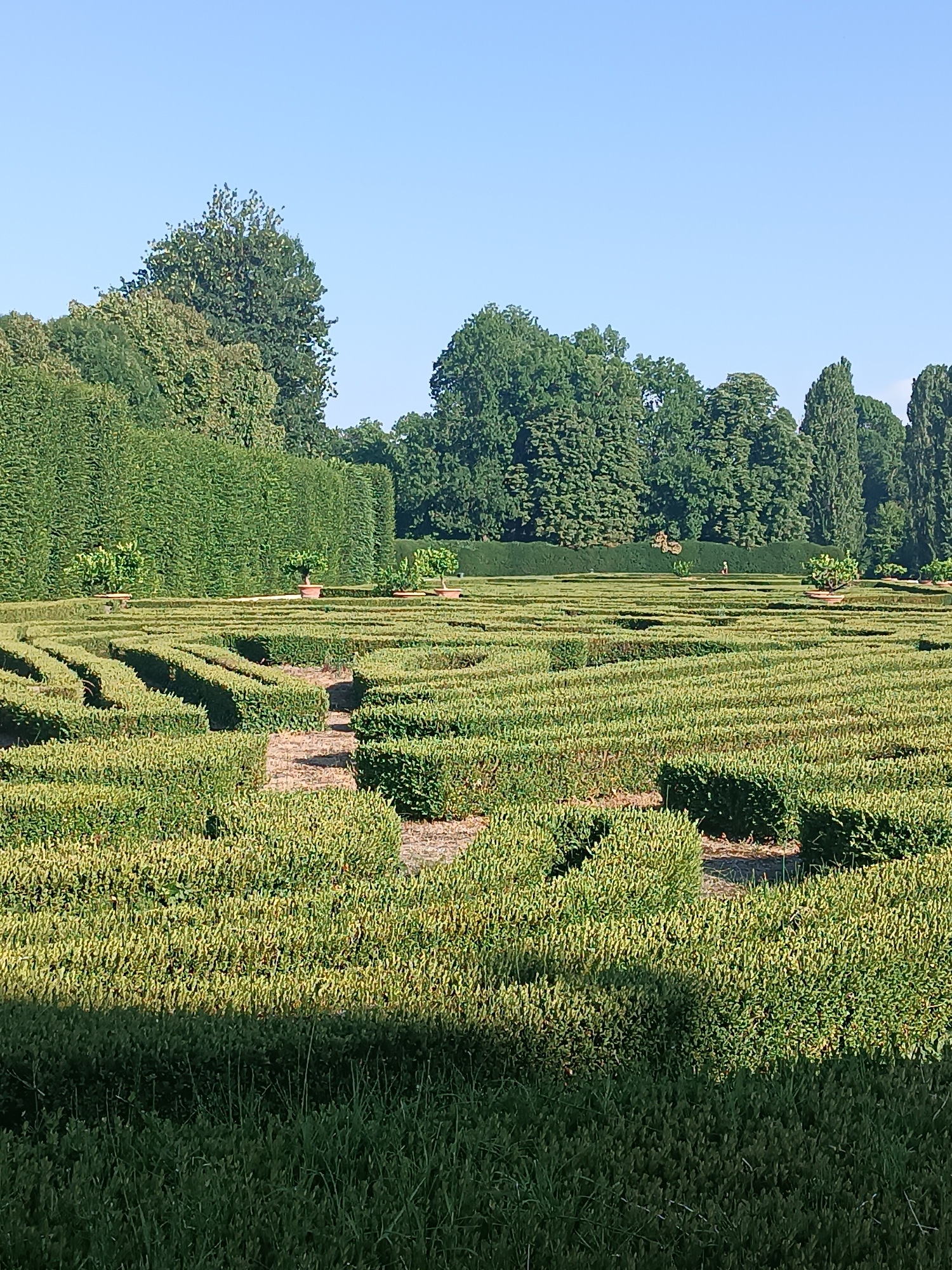 The image depicts a meticulously maintained hedge maze within a park. The maze is characterized by low, neatly trimmed green hedges forming distinct pathways and turns. The ground within the maze appears to be a light-colored, sandy soil. In the background, a tall, dense hedge forms a solid green wall. Beyond this, a line of trees with full foliage creates a natural backdrop against a clear blue sky. Three potted trees, two with green foliage and one with lighter green leaves, are visible in pots along the edge of the background hedge. The scene suggests a sunny day with the sun casting shadows within the maze. The location is identified as the maze in the park of the Ducal Palace of Colorno, Italy. There are no people visible in the image.