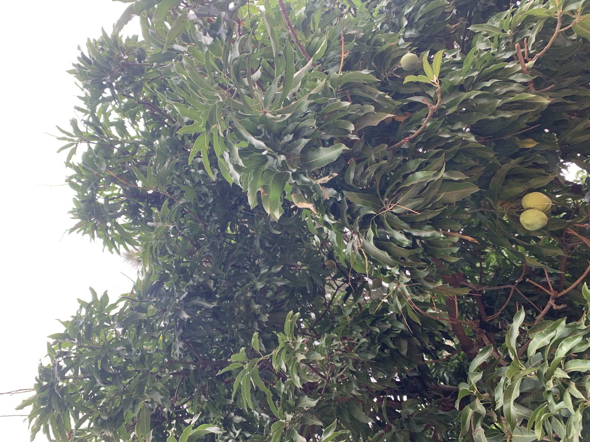 The image shows the dense canopy of a mango tree, possibly located in Rafin Par, Nigeria. The tree is full of green mango leaves and some unripe mangoes. The sky is a pale white, providing a backdrop to the tree. There are no people or discernible structures in the image.