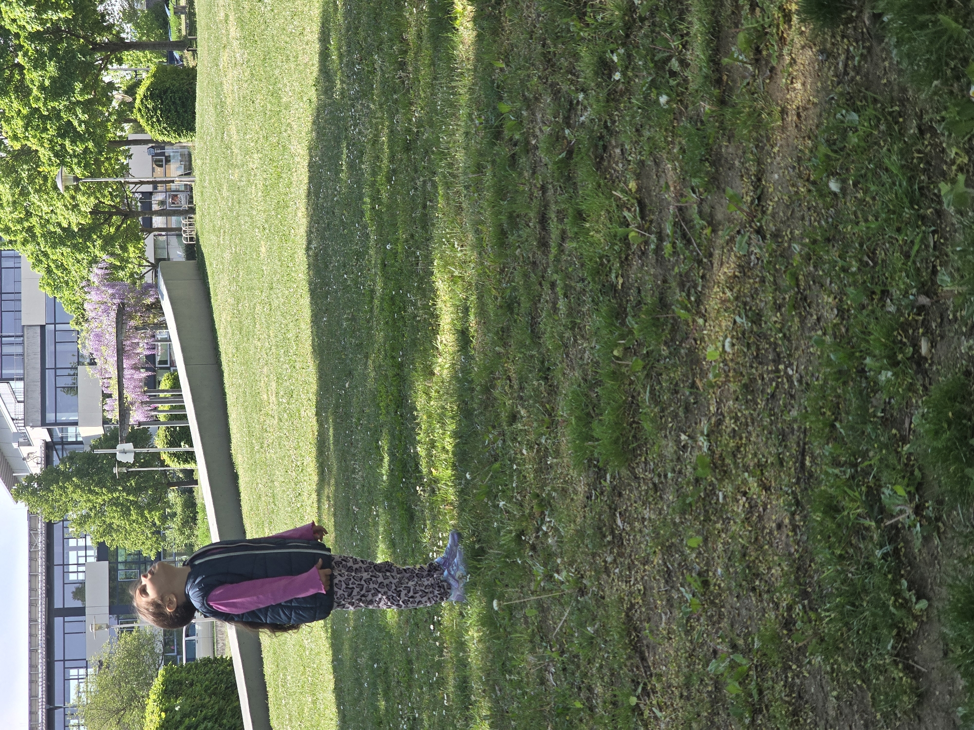 A medium shot captures a young girl standing on a green lawn in Zirndorf, Germany. She is dressed in patterned leggings, a dark jacket with bright pink sleeves, and blue sneakers. The girl gazes upwards. The lawn is situated next to a modern building with large windows. Trees and flowering wisteria are visible in the background. Shadows from nearby trees stretch across the grass. The ground transitions from lush green grass to a more earthy texture with exposed soil and plant debris on the right side.
