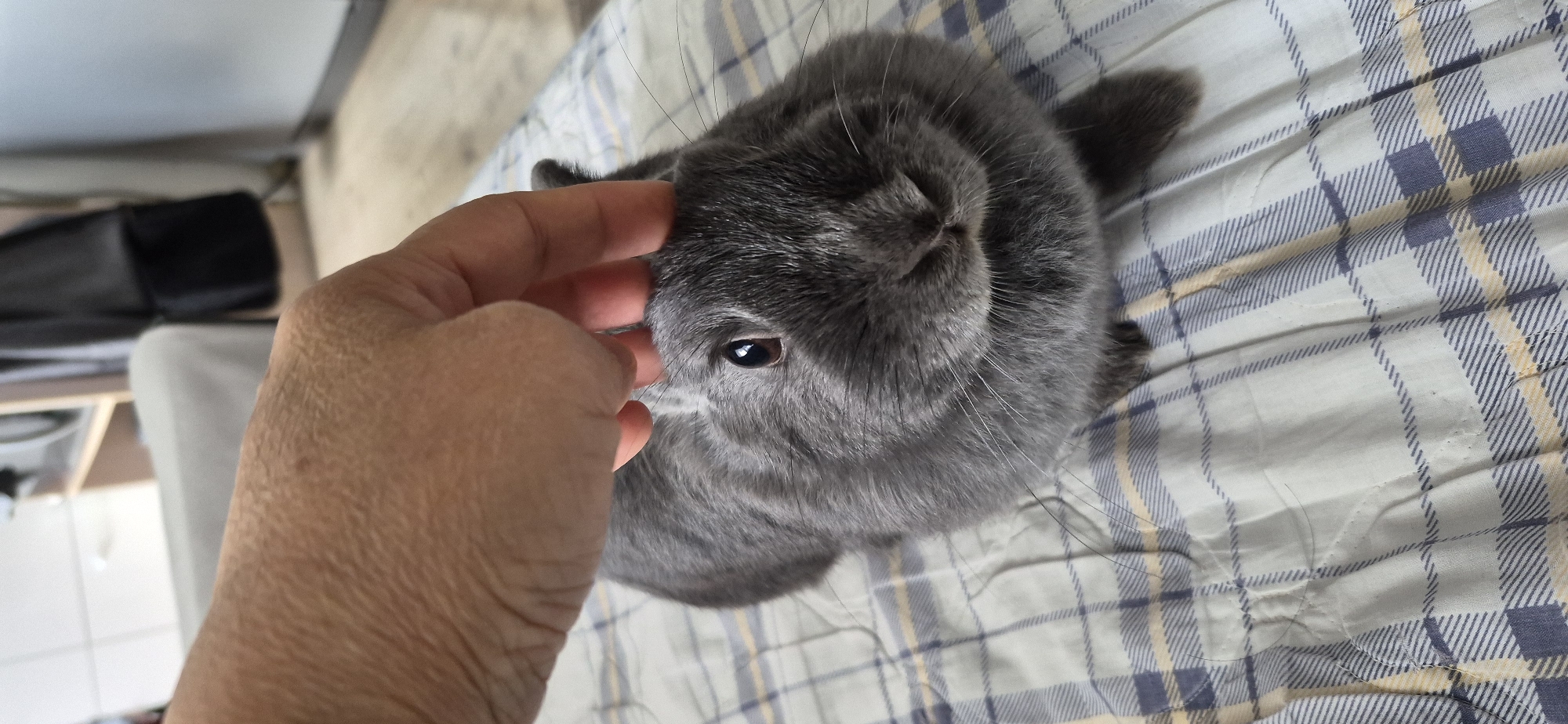 An overhead shot shows a person's hand gently petting the head of a small, gray rabbit. The rabbit is positioned on a white and blue checkered surface. The rabbit has dark brown eyes and its whiskers are visible. The background is blurred, but appears to be an indoor domestic setting. The image was captured in Ussurijsk, Russia.
