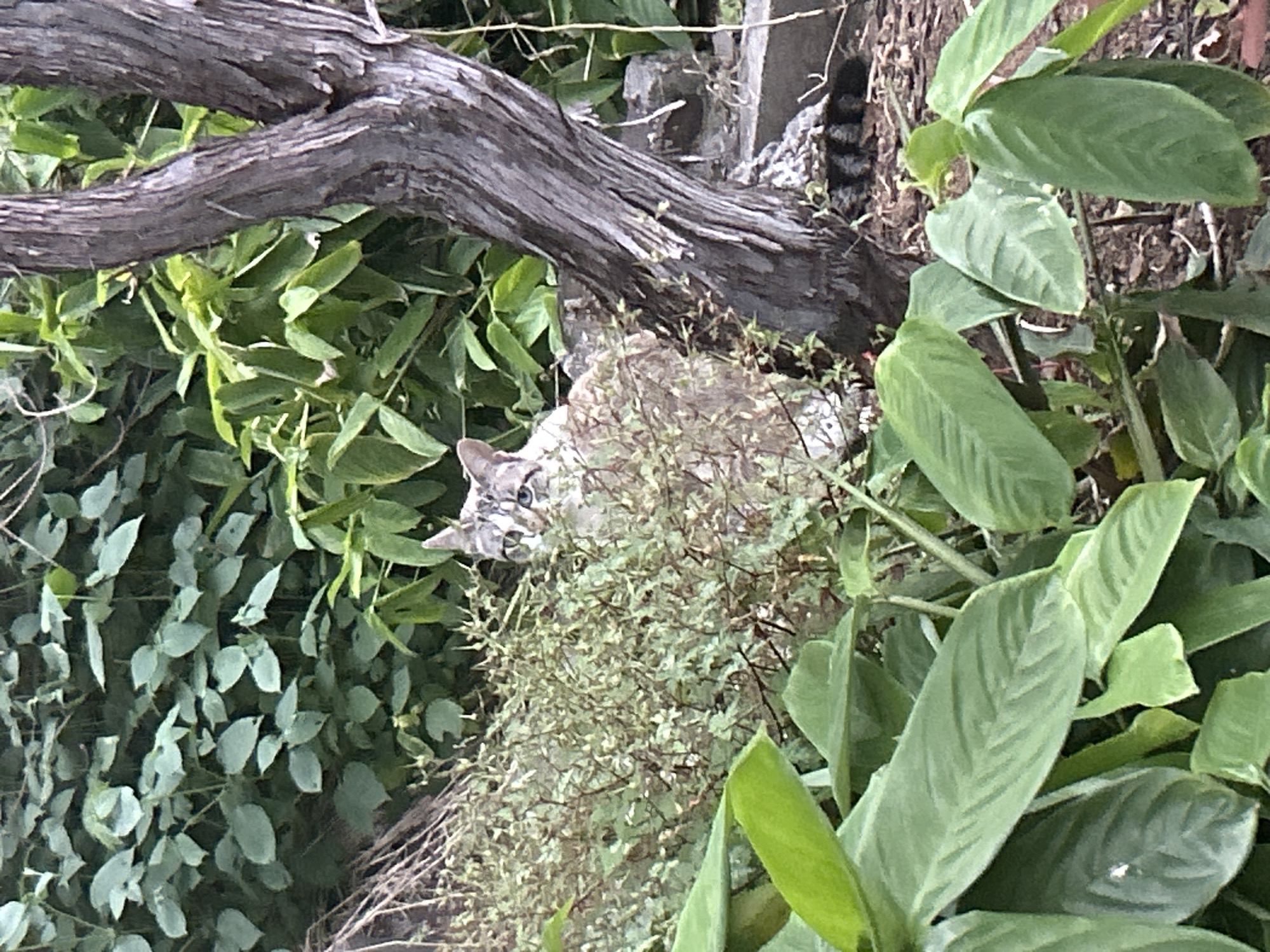 A grey tabby cat is partially concealed among green foliage and a weathered tree branch. The location is suggested to be Câmara de Lobos, Portugal. A section of the cat's tail with stripes is visible above the branch. The cat's head is visible with eyes showing at lower left among a plant.
