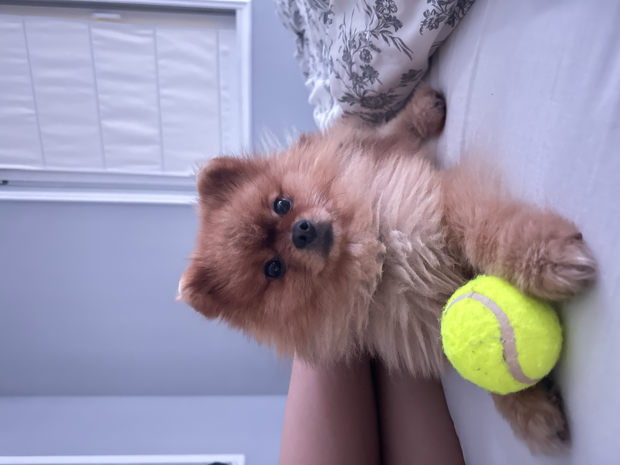A tan Pomeranian dog lies on a bed with a tennis ball next to its left paw. The dog is facing the camera with its head slightly tilted. The bed has white sheets with a gray floral pattern on the right side of the image. A person's legs are visible on the left side of the image, bent at the knee. The background consists of a light purple wall and a window with white blinds. There is no indication of the city of Asenovgrad, Bulgaria in the image.