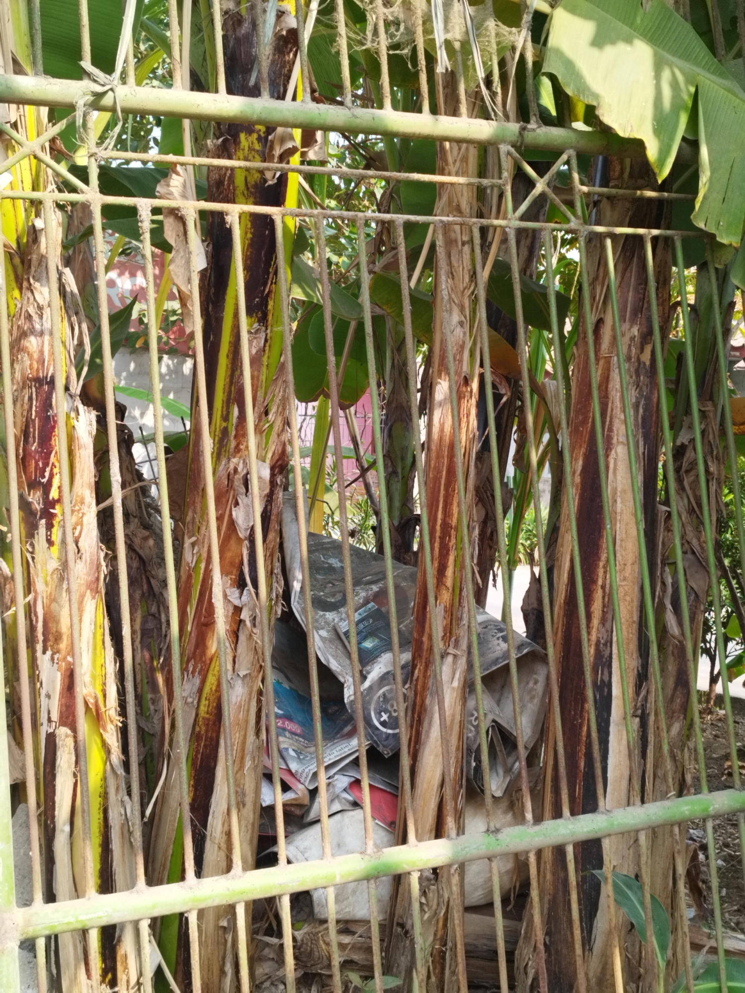The image depicts a densely packed cluster of banana tree trunks, seemingly growing within a fenced area. The trunks exhibit a mixture of green and brown hues, with some showing signs of peeling bark. Behind the banana trees, a jumble of discarded items is visible, including what appear to be papers or magazines, some with text and graphics, and possibly other debris. The scene is viewed through a green metal fence, which has horizontal bars and vertical supports. The overall impression is one of a somewhat unkempt area, possibly a backyard or a less-maintained section of a property, located in Karawang, Indonesia. The lighting suggests it is daytime. No people are visible in the image.