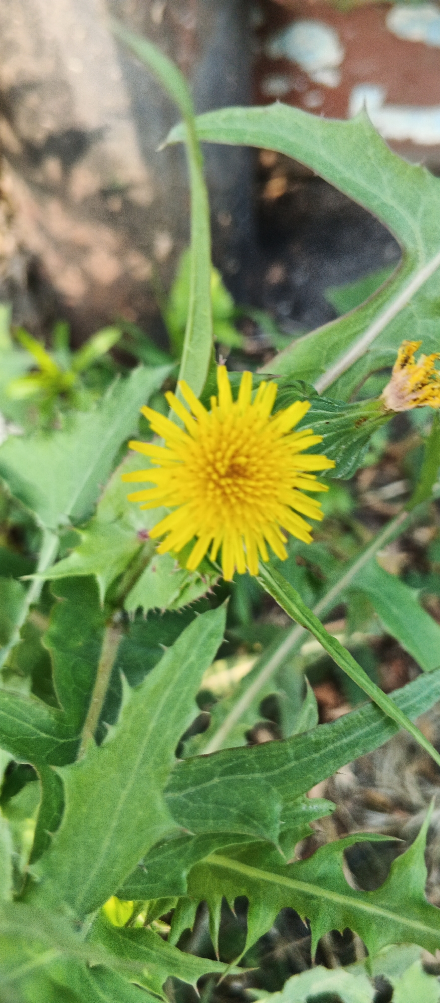 A close-up, vertical shot captures a vibrant yellow, dandelion-like flower in focus, surrounded by jagged green leaves. The background is blurred, showing earthy tones and hints of a brick-like texture, suggesting an outdoor, possibly garden or roadside setting in Smila, Ukraine. No people or animals are visible.