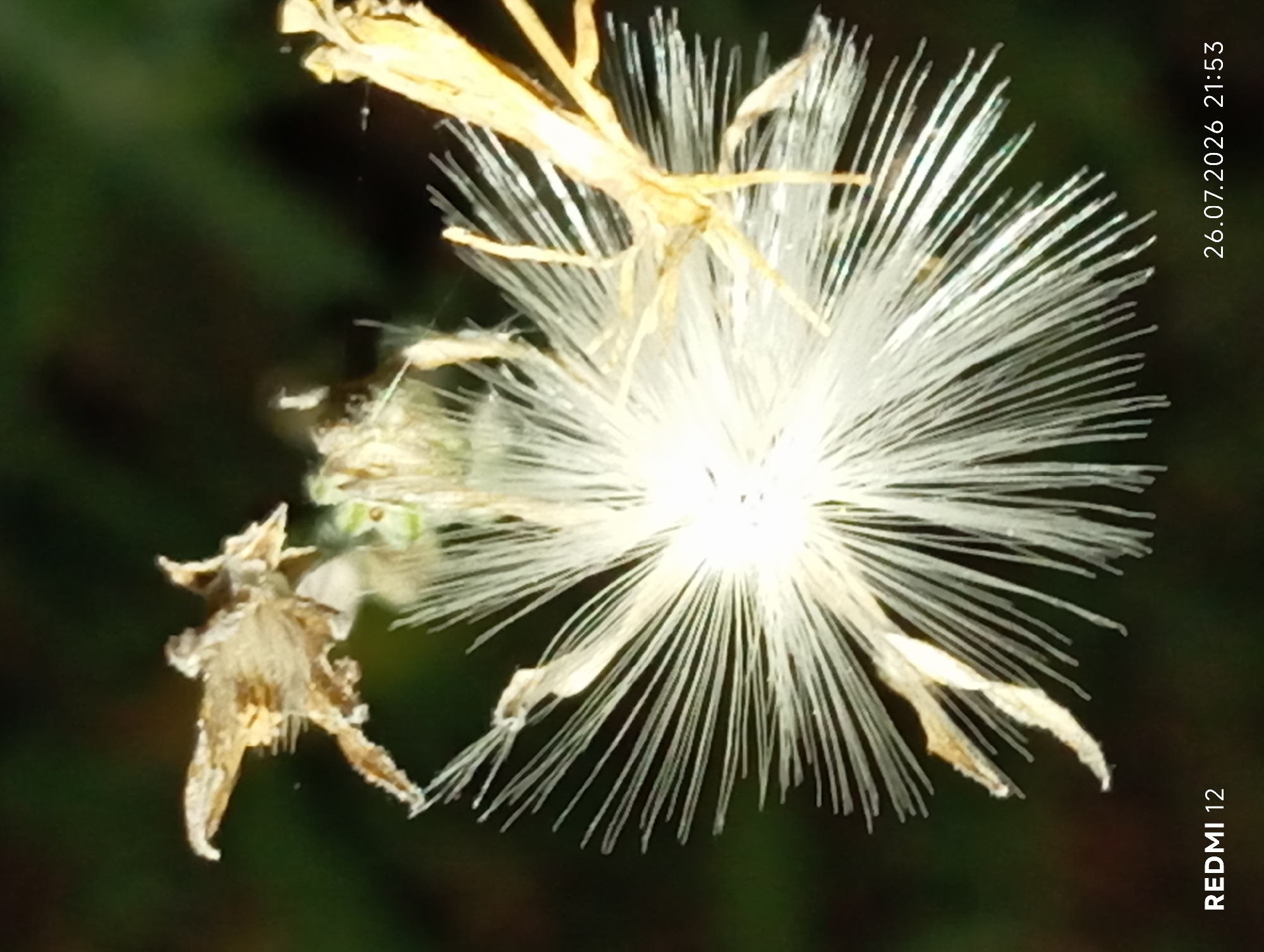 The image is a close-up, macro photograph of a dried plant seed head, possibly a thistle or dandelion, with white, feathery pappus. The background is dark and out of focus, suggesting a natural setting. The image has overlaid text indicating "REDMI 12" in the bottom left corner and "26.07.2026 21:53" in the bottom right corner. There is no discernible location in the city of Smila, Ukraine, or any people, actions, or interactions visible.