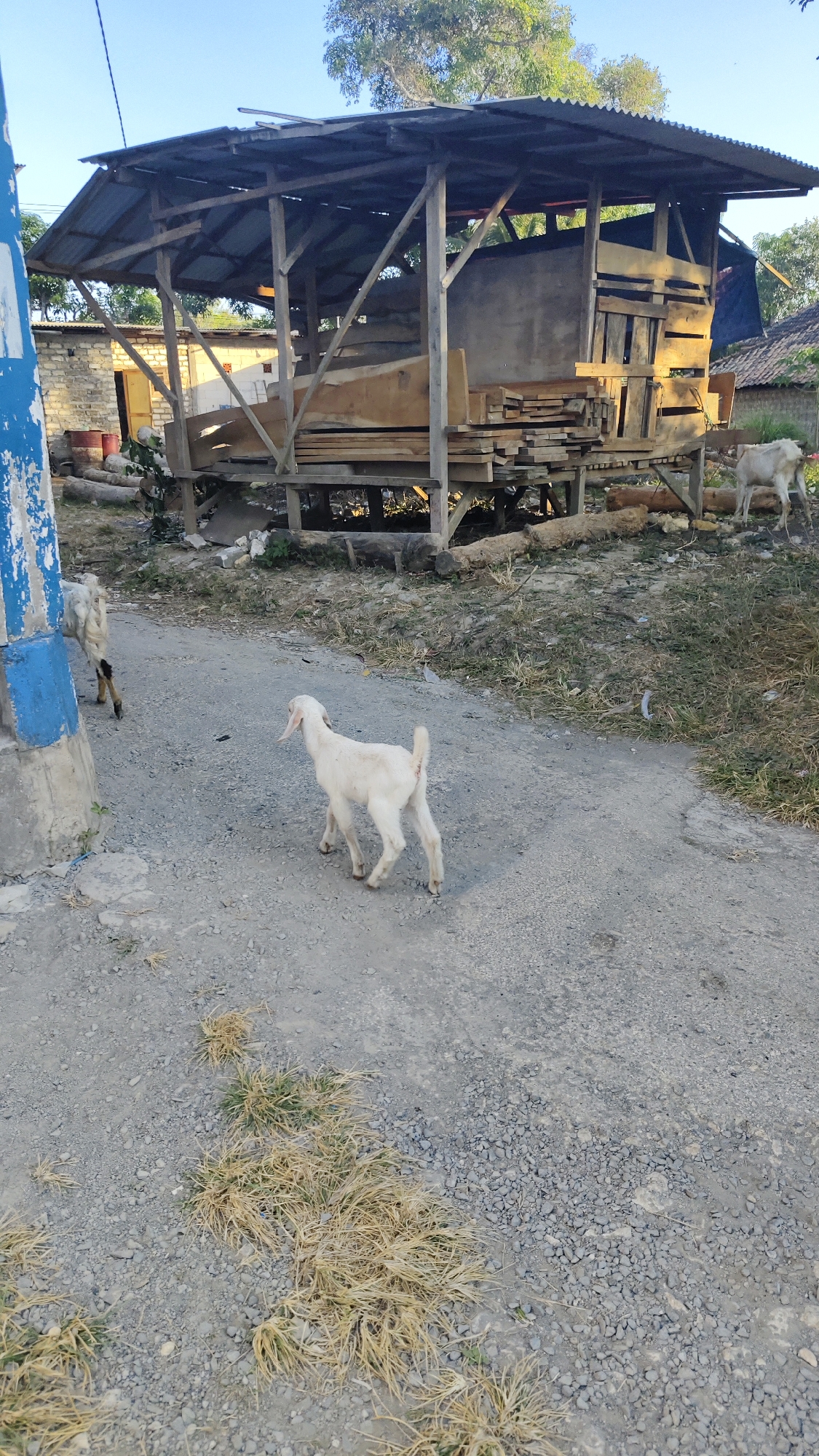 In the city of Galis, Indonesia, a rural scene unfolds. A simple, wooden structure with a corrugated metal roof stands as a focal point, likely a shed or shelter. The structure is weathered and constructed from rough-hewn wood, with stacks of lumber visible beneath its roof. In the foreground, a young, white goat with a short tail walks away from the camera on a gravel path. To the left, another goat, mostly obscured by a blue and white striped post, appears to be walking towards the shed. The ground is a mixture of gravel and sparse, dry grass. The overall impression is one of a functional, perhaps somewhat rustic, environment.