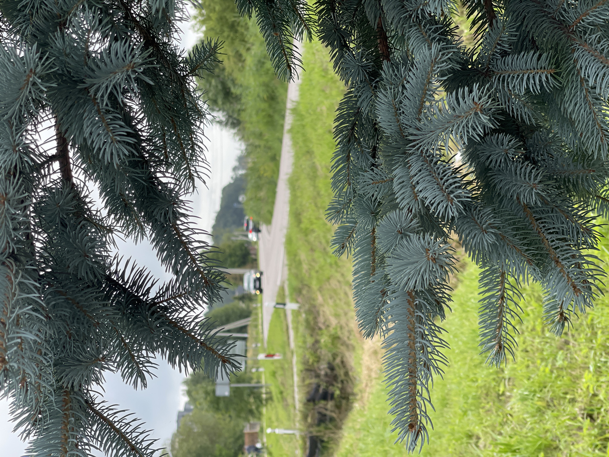 The image, taken in Zelenogradsk, Russia, features a close-up of blue spruce branches in the foreground, obscuring the background. Beyond the branches, a paved road curves to the right, bordered by a grassy area. A white car is driving away from the camera on the road, and another vehicle, possibly a motorcycle or scooter, is further down the road. Two white posts with red-topped reflectors are visible near the edge of the road. In the distance, there are trees and a cloudy sky. The overall scene depicts a rural or semi-rural setting with elements of everyday life.