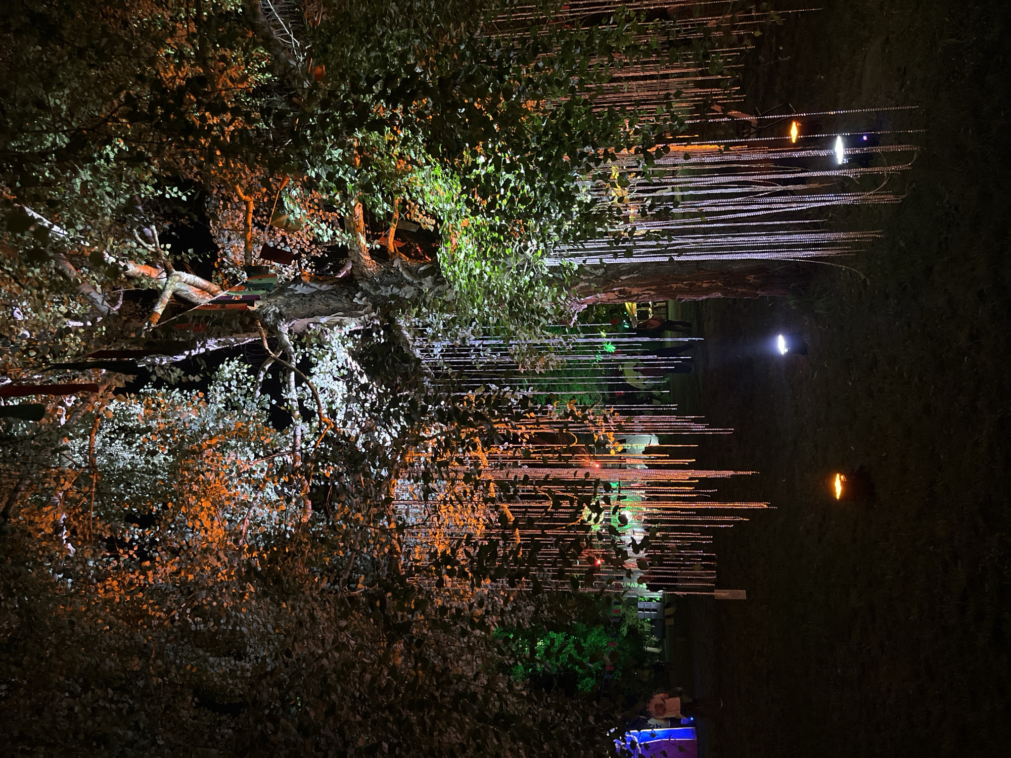 This image captures a nighttime outdoor scene in Sremski Karlovci Municipality, Serbia, centered on a large, illuminated deciduous tree. The tree features a dense canopy of dark green leaves, with sections illuminated by upward-pointing lights in orange, white, and light green. Numerous strings of small, bead-like elements or lights hang vertically from the branches, cascading towards the ground in dense clusters, predominantly appearing white/silver on the right and orange/gold in the center.
The ground is covered with dark grass. Four distinct ground-level lights are visible: two in the foreground emit an orange glow, and two further back, closer to the tree trunk on the right, emit a white/blue light. Additional ambient lighting in green and blue is present in the background, illuminating other trees and indistinct structures.
Multiple human figures are visible in the mid-ground and background. On the far left, a person wearing a light-colored shirt stands near a tall, blue-illuminated rectangular structure. Other individuals are partially obscured by the hanging light strings and shadows further within the scene, suggesting a gathering or event.