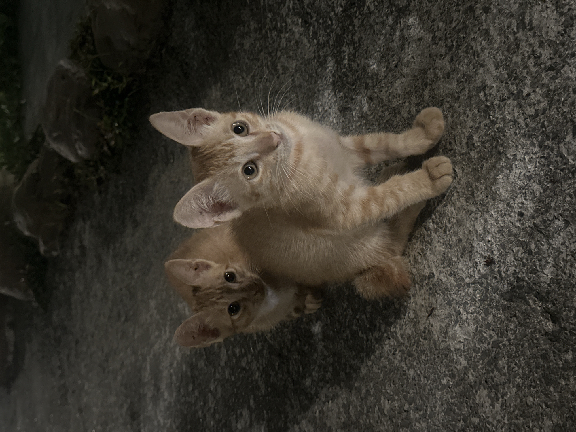 Two ginger kittens are crouched on a rough, gray textured surface, possibly asphalt or concrete. The kitten in the foreground is closer to the camera, facing slightly to its right. It has large, alert eyes and pointed ears. Its fur is a light orange with darker tabby stripes. The second kitten is partially visible behind and to the left of the first, also facing towards the camera. It is slightly out of focus. The background is dark and indistinct, with some blurred shapes that might be rocks or foliage. The overall lighting suggests it is nighttime or a dimly lit area. There is no indication of the city of Nam Hoa Lư Ward, Vietnam in the image itself.