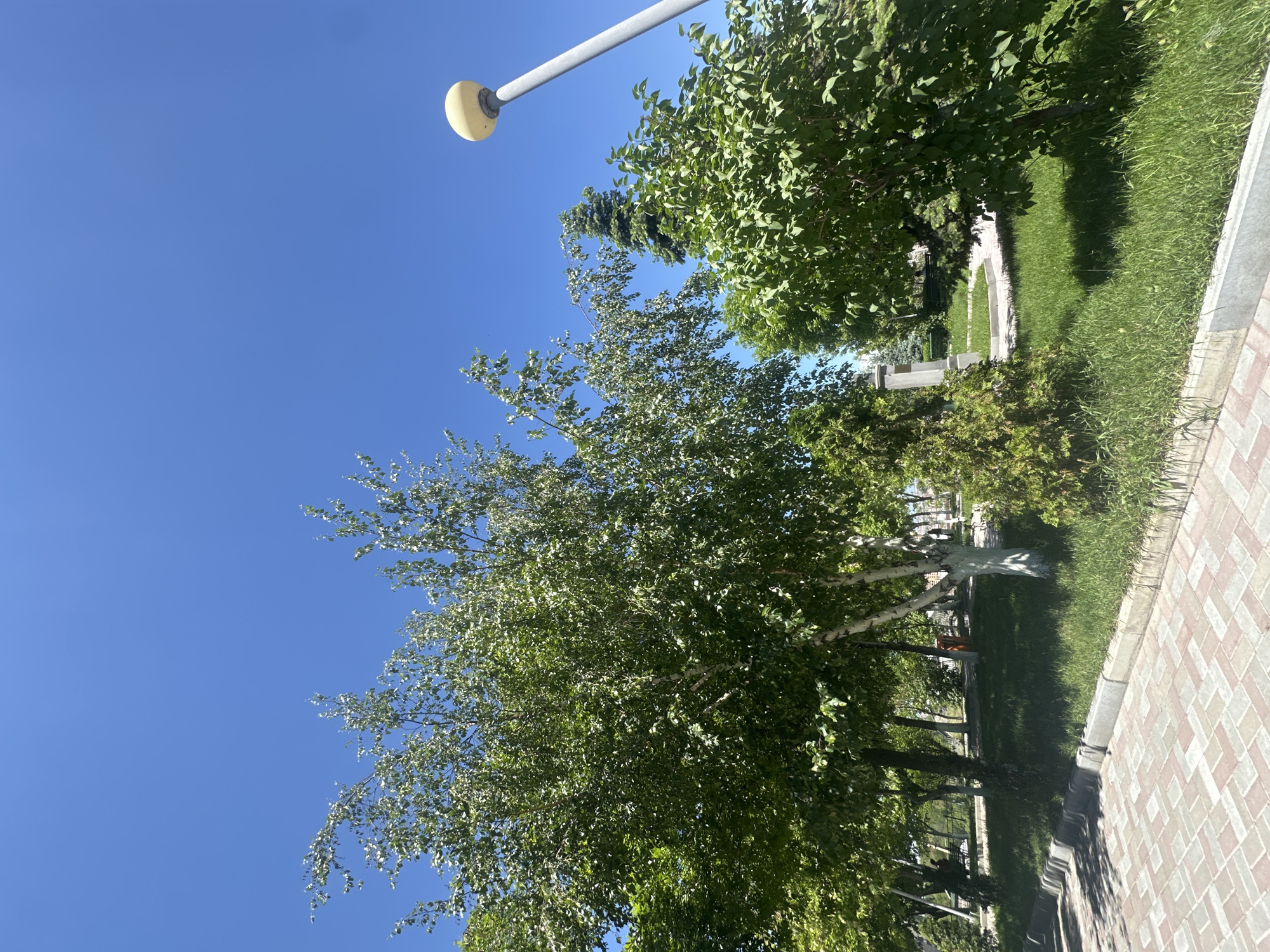 The image depicts a park in Yerevan, Armenia on a sunny day. The sky is clear blue. A street lamp with a yellow globe sits near the top of the frame. A large birch tree with green leaves occupies much of the left side, its white trunk partially visible. Other trees and greenery extend along the right side, including grass and bushes. A paved pathway with alternating red and white bricks runs along the bottom right of the image.