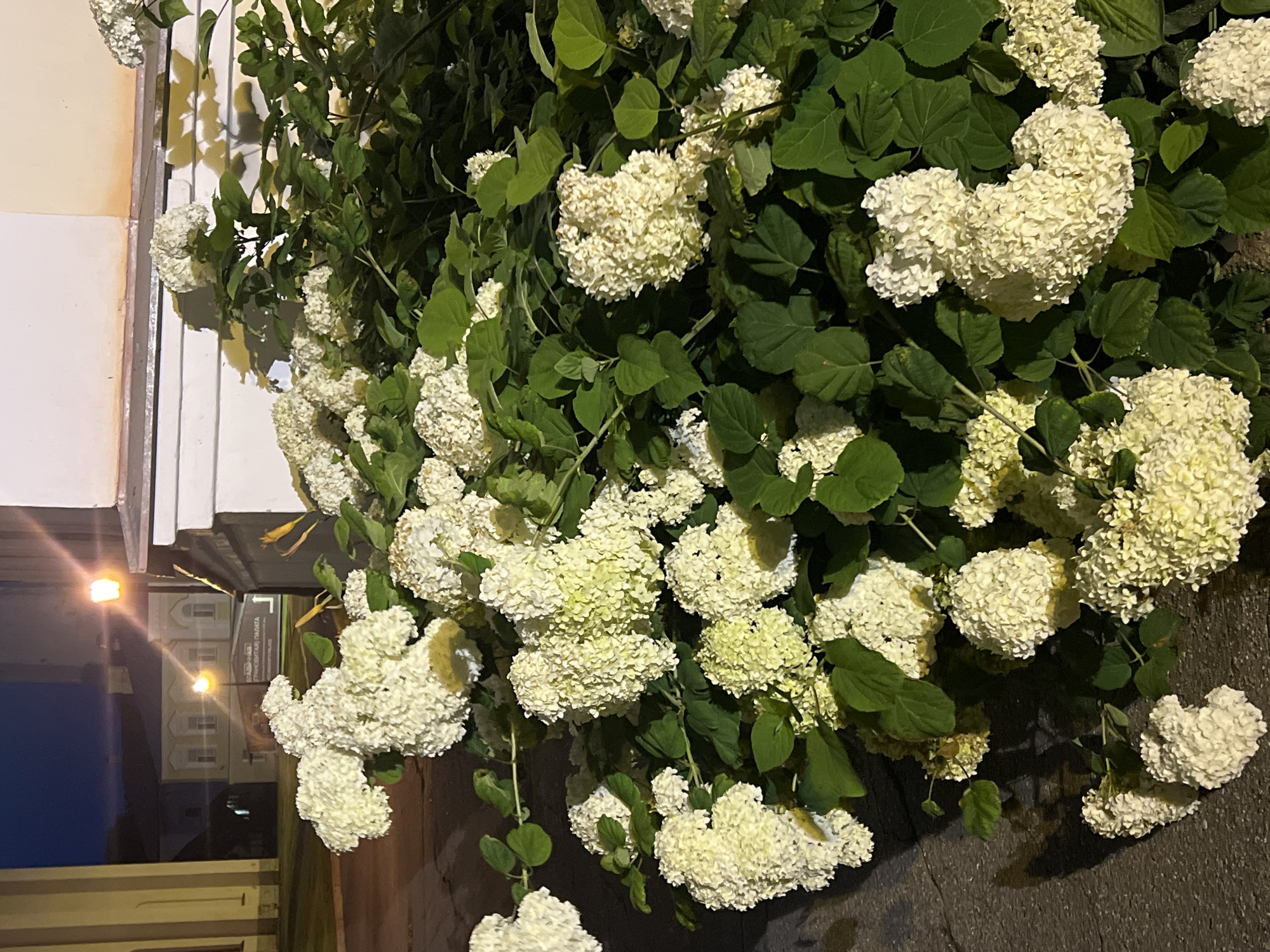 In Veliky Novgorod, Russia, a lush bush of white hydrangeas blooms near a building at dusk. The flowers, dense and spherical, cluster together, some still tinged with a pale green. The surrounding foliage is a vibrant green, with broad leaves. In the background, a building with light-colored walls and windows is illuminated by streetlights. The ground in the foreground appears to be paved, with some of the hydrangeas trailing onto it. The overall scene evokes a tranquil, late-day atmosphere in a European city.