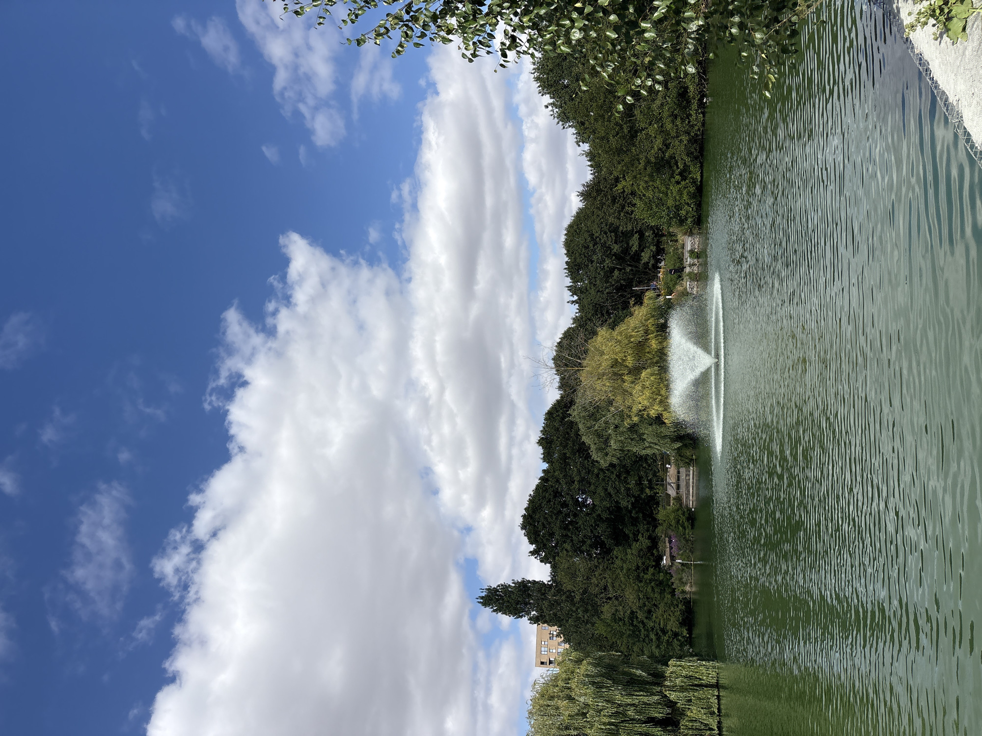 The image depicts a serene lake scene in a park, likely in Chelmsford, United Kingdom, given the context. The lake's surface is a calm, muted green, disturbed only by the ripples created by a central fountain spraying water upwards. A dense line of diverse trees forms the backdrop, ranging from weeping willows on the left to tall, dark green foliage and some with yellowing leaves, suggesting a late summer or early autumn season.
In the far background, a tall, slender tree stands out against a modern, light-brown building with multiple windows. The sky above is a vibrant blue, adorned with scattered white, fluffy clouds. The foreground shows the edge of the lake with a light-colored, textured embankment. There are no people visible in the immediate scene, nor any specific actions or interactions taking place. The overall atmosphere is tranquil and natural, with the urban element of the building subtly present behind the greenery.