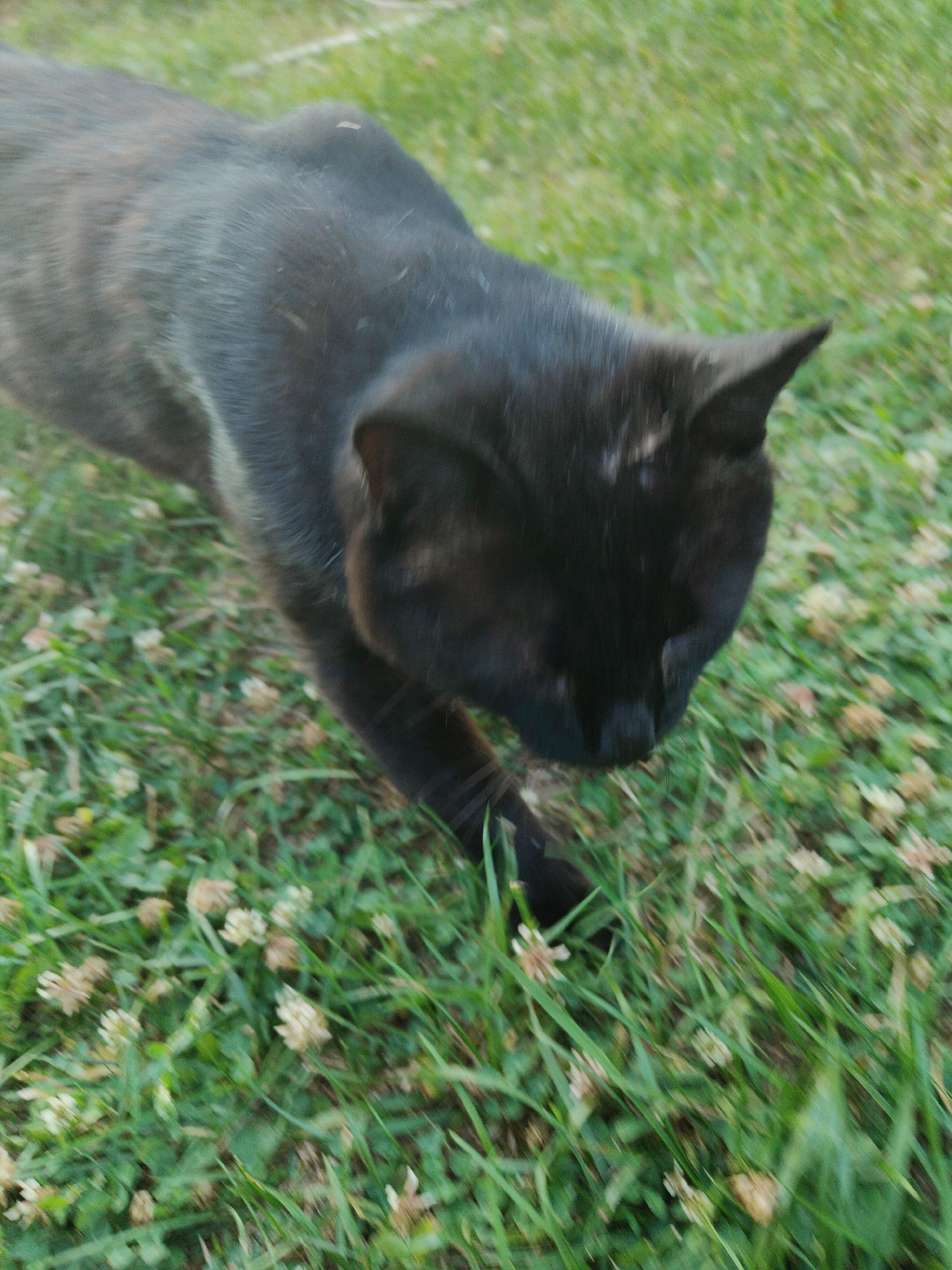 A black cat walks on green grass with small white clover flowers. The cat is in motion, as indicated by the blur in the image. The background is also blurred, suggesting a natural outdoor environment. The image does not contain any information that can be used to determine its location within Cherkasy, Ukraine, or any other specific geographical location.