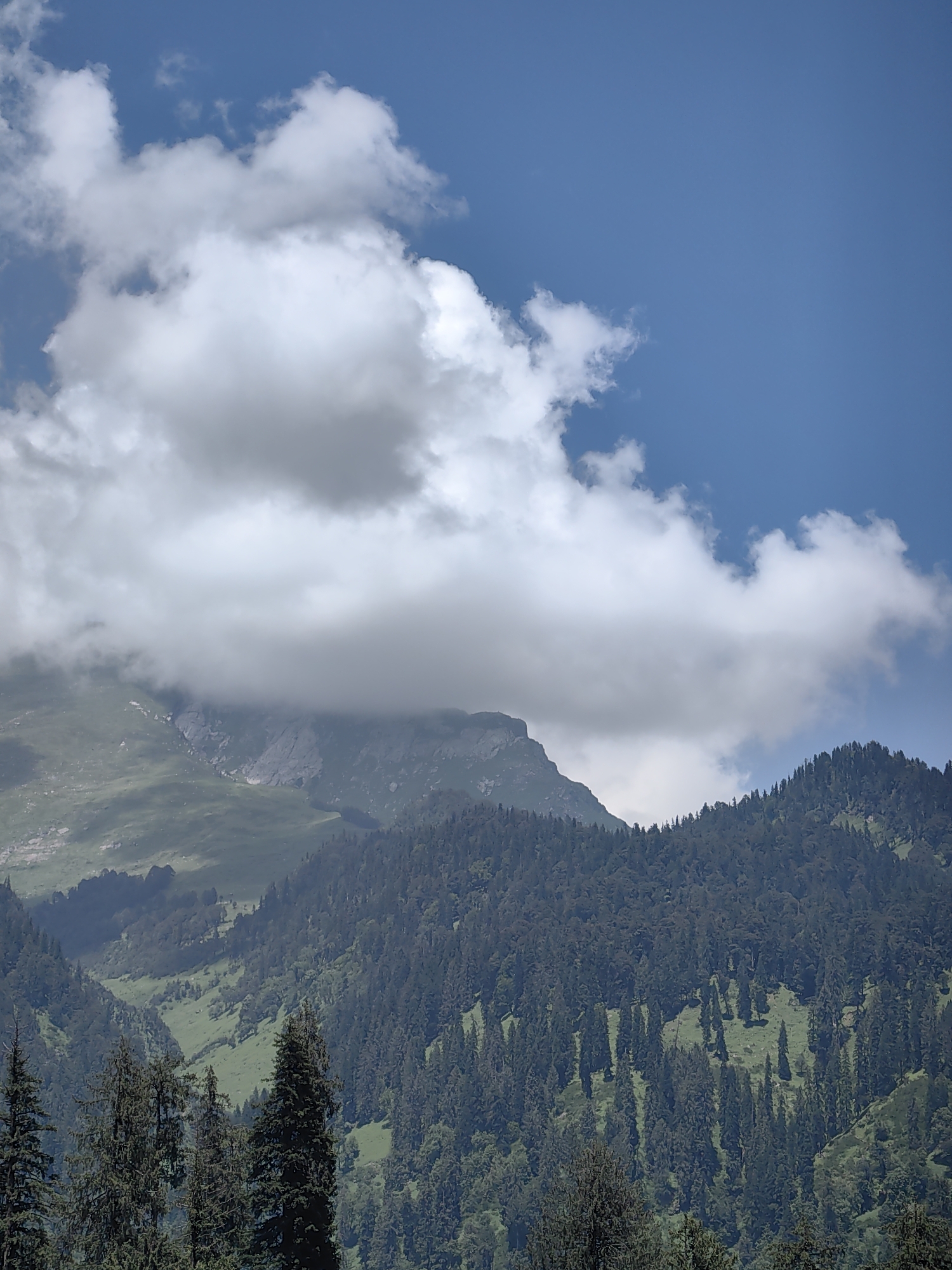 The image depicts a serene mountain landscape in Solang, India, characterized by lush green valleys, dense coniferous forests, and towering peaks. The sky above is a vibrant blue, dotted with fluffy white clouds, some of which partially obscure the mountains. The foreground is dominated by the dark green silhouettes of tall pine trees. Beyond them, the mid-ground showcases a steep, heavily forested mountainside. The background reveals higher, rocky mountain slopes, with patches of green vegetation clinging to them. A sense of tranquility and natural beauty pervades the scene.
