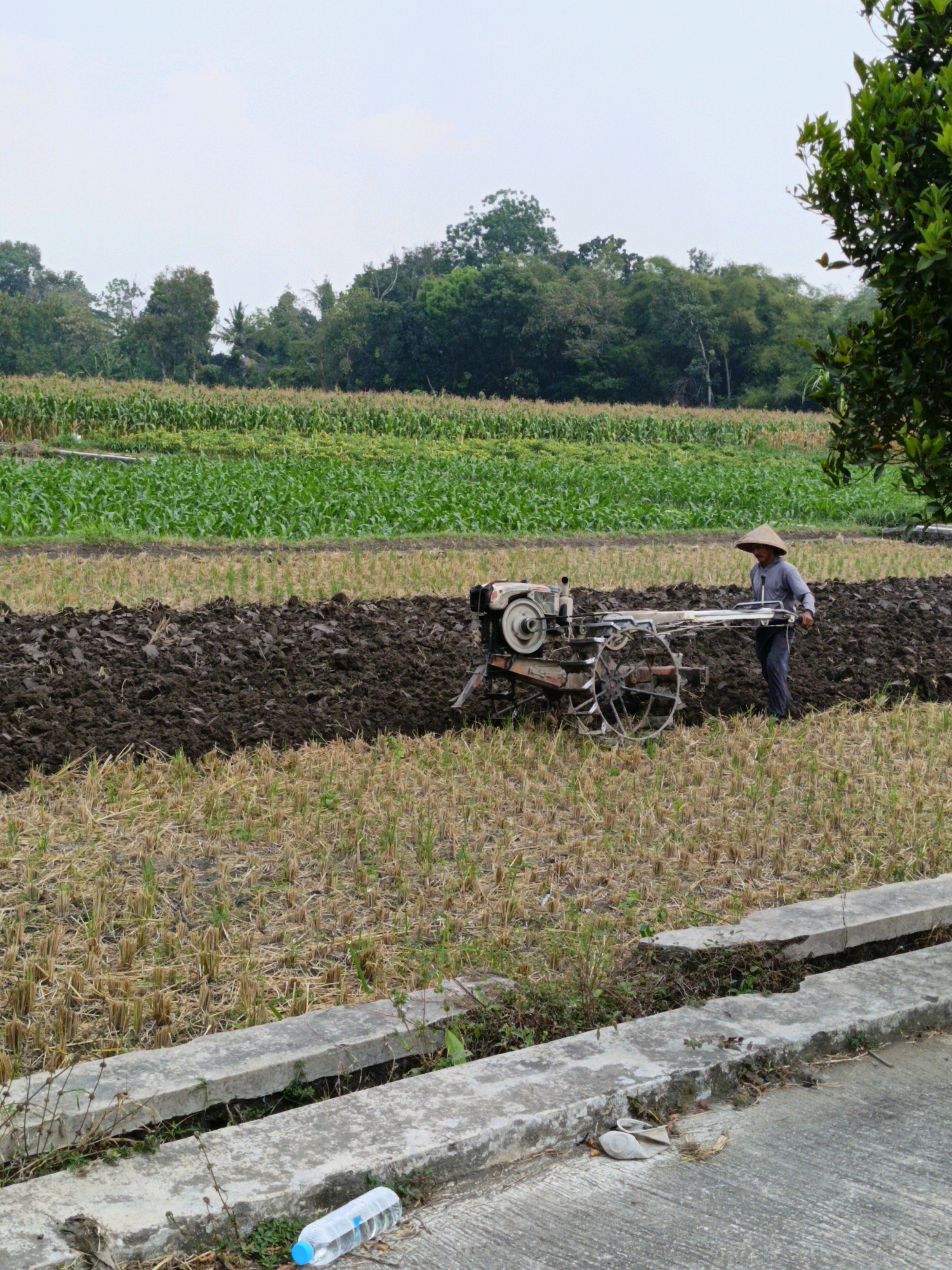 In Manisrenggo, Indonesia, a farmer, wearing a conical hat and blue shirt with dark pants, operates a single-axle walking tractor to till a field. The tractor is plowing dark soil, turning over the earth. Behind the freshly plowed area, dry stubble from a previous harvest covers the ground. Further in the background, rows of green crops, likely corn, stretch across the landscape, bordered by a dense line of trees. The sky is overcast, and a concrete drainage channel runs along the foreground, with a discarded plastic water bottle and a crumpled tissue lying beside it.