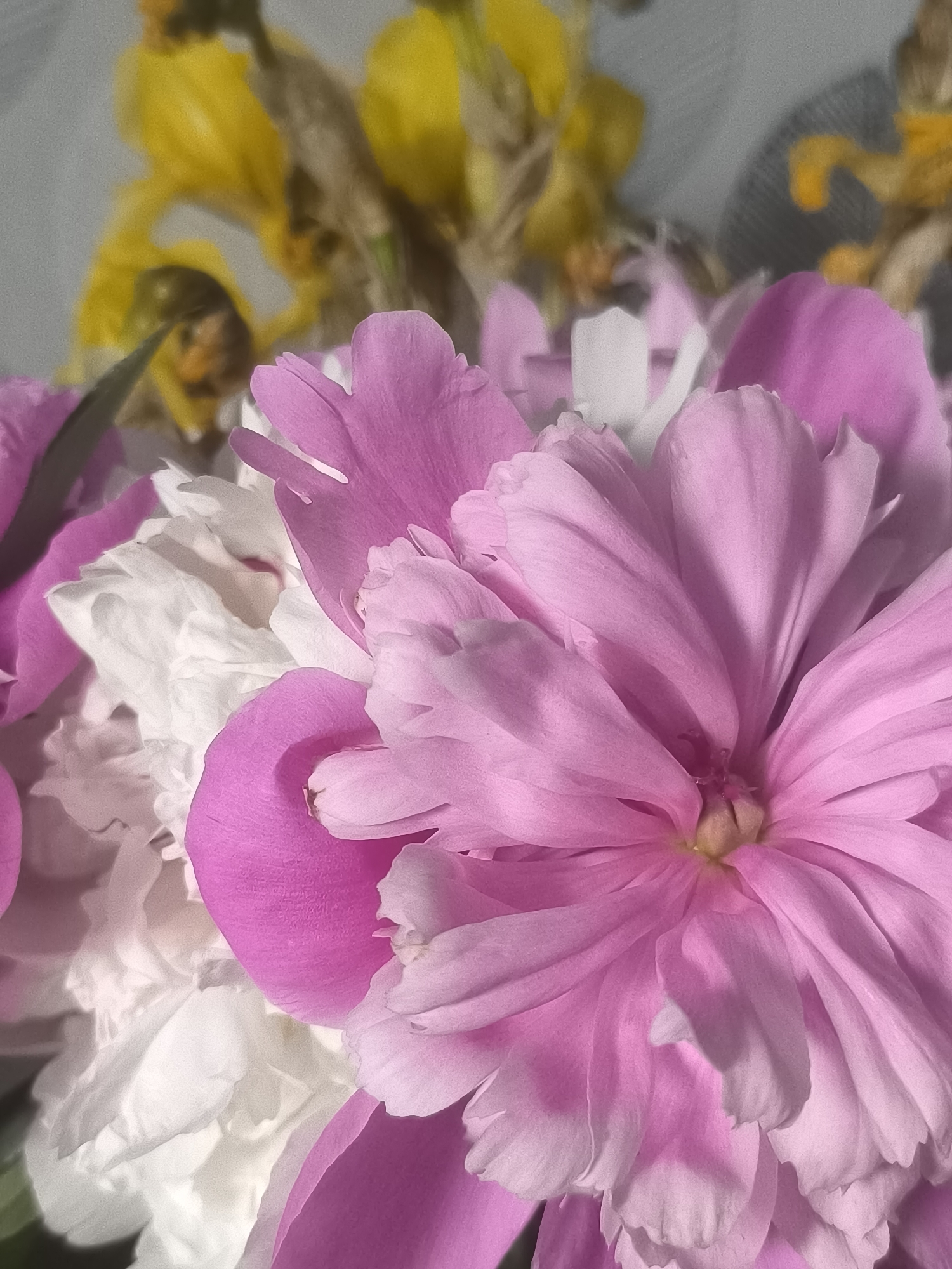 A close-up, high-angle shot focuses on a bouquet of blooming peonies. The dominant flower in the foreground is a vibrant pink peony with many delicate, layered petals. To its left and slightly behind, a cluster of white peonies is visible, their ruffled petals creating a soft texture. In the blurred background, hints of yellow flowers, possibly irises or daffodils, add a splash of contrasting color. The lighting is soft, casting subtle shadows that highlight the curves and textures of the petals. The overall impression is one of natural beauty and delicate floral arrangement. This image was taken in Nakhodka, Russia.