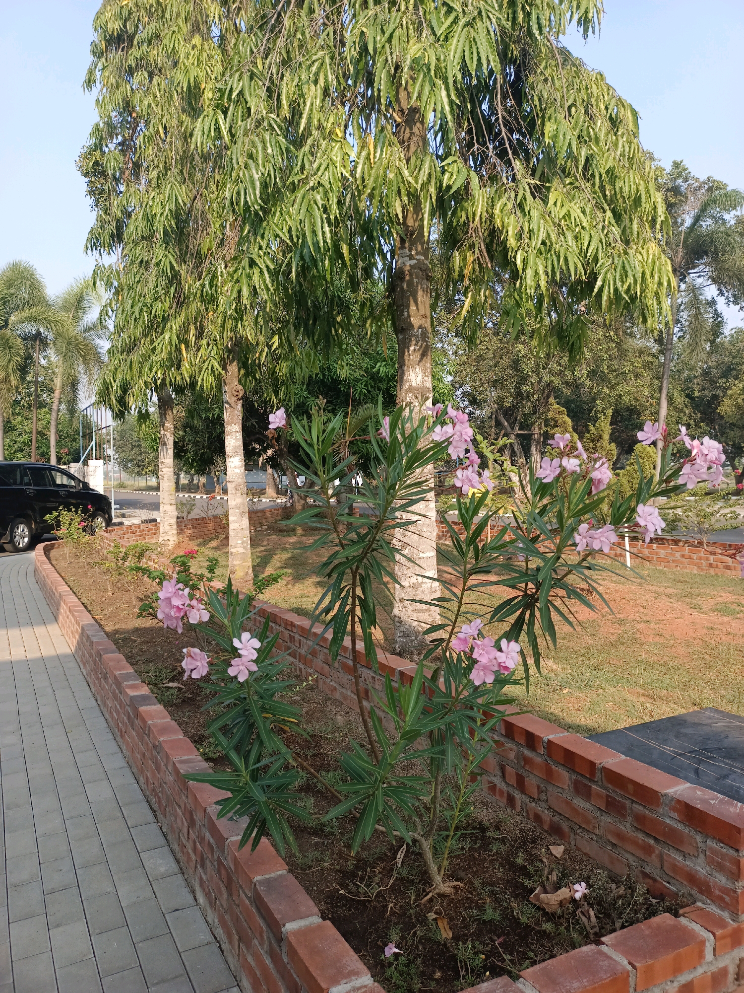 In the city of Subang, Indonesia, a paved walkway runs alongside a raised garden bed made of red bricks. Within the garden bed, a flowering plant with delicate pink blossoms and long, green leaves is prominently featured. Behind this plant, several trees with rough bark and abundant foliage stand tall, their leaves catching the sunlight. To the left of the walkway, a black car is parked. The environment suggests a well-maintained outdoor space, possibly a park or a residential area, bathed in the clear light of day.