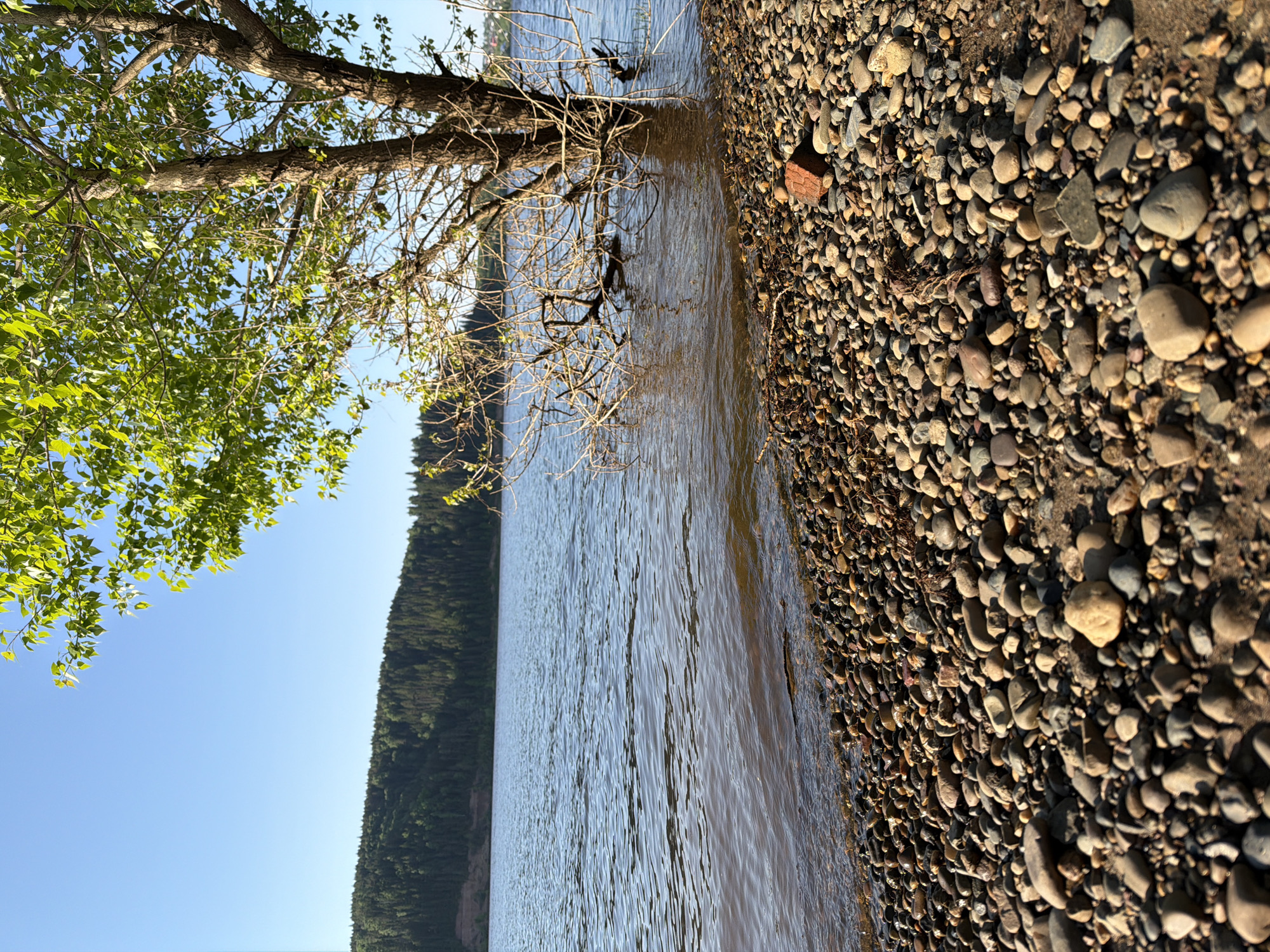 A tranquil lakeside scene unfolds on a sunny day in Noviy, Russia. The shoreline is dominated by a collection of pebbles, a few twigs, and one red brick. Clear water laps at the rocky edge, reflecting the surrounding environment. Across the water, a dense evergreen forest covers the horizon, contrasting against a bright blue sky with only a few sparse clouds. A large tree, with green leaves on one side and bare branches extending over the water, dominates the scene, casting shadows on the pebbles below. The scene is still. There are no people visible.