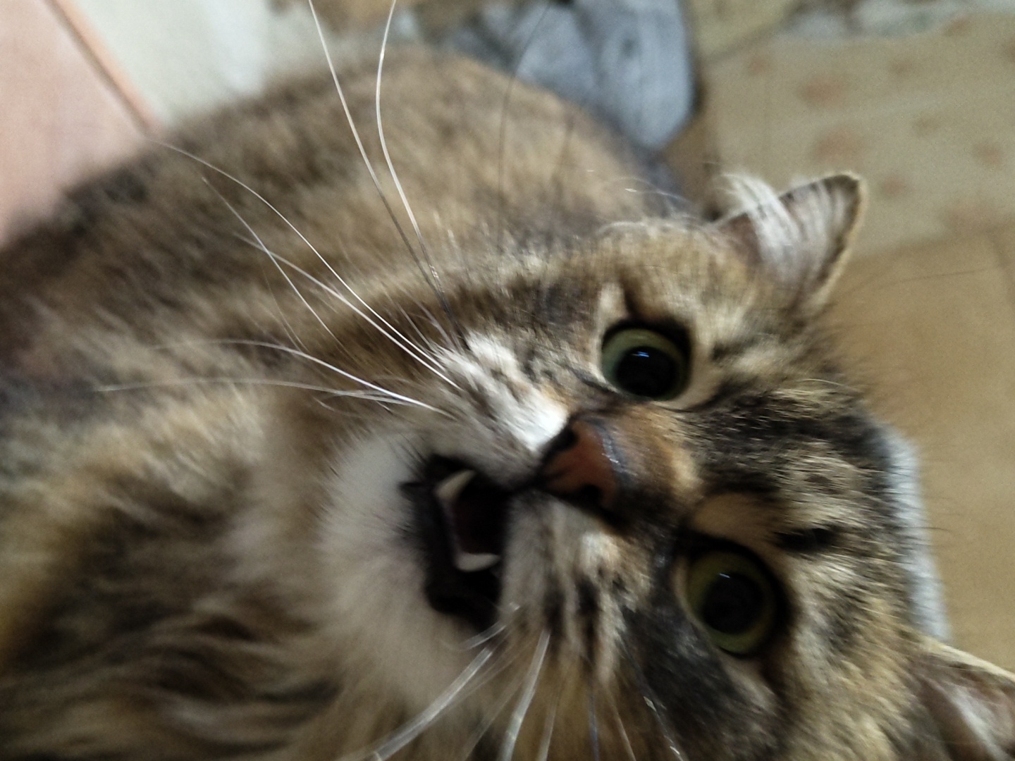 A close-up, slightly blurry image depicts a brown tabby cat with long fur, displaying open mouth with teeth visible. The cat's green eyes are wide, and numerous white whiskers extend from its face. The background is out of focus, showing a hint of beige flooring. The location appears to be indoors. The city and state are unknown.