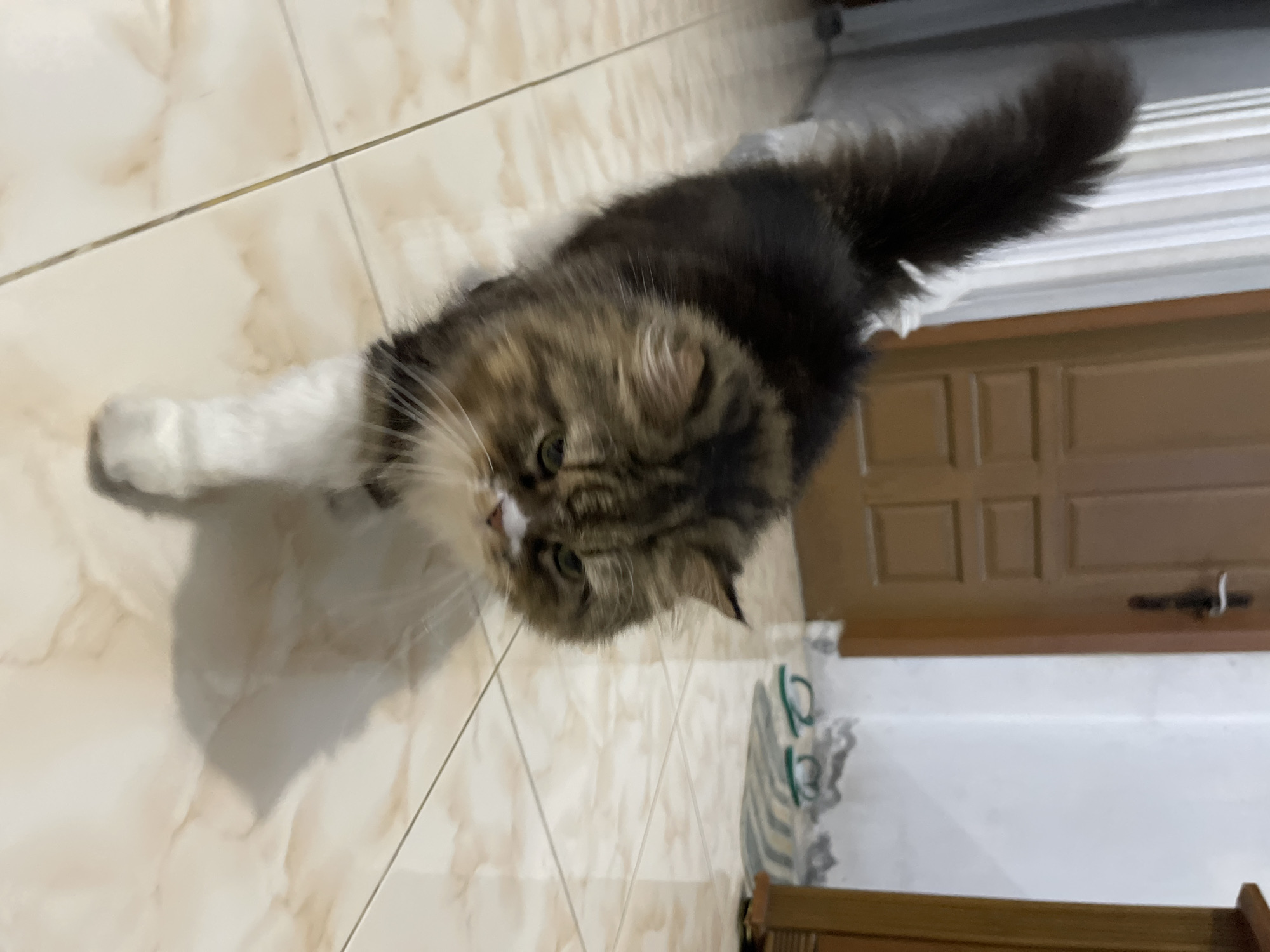 This media file captures a close-up, angled shot of a fluffy cat with brown, black, and white fur. The cat is lying down on a tiled floor, with its front paws extended. One paw is white, and the other is obscured by its body. The cat's face is turned towards the camera, revealing its green eyes and a white patch on its nose. Its fur appears soft and long, particularly around its face and tail, which is bushy and dark. The floor is made of large, light-colored tiles with a marble-like pattern. In the background, a wooden door with paneling is visible, along with part of a white wall. To the right of the cat, a striped item, possibly a rug or mat, is partially visible. The lighting suggests an indoor setting, possibly during the daytime, as there is ambient light. The cat's gaze and relaxed posture suggest a calm and domestic scene. No people are visible in the image. No text is present. The location context is Bandarbireuen, Indonesia.