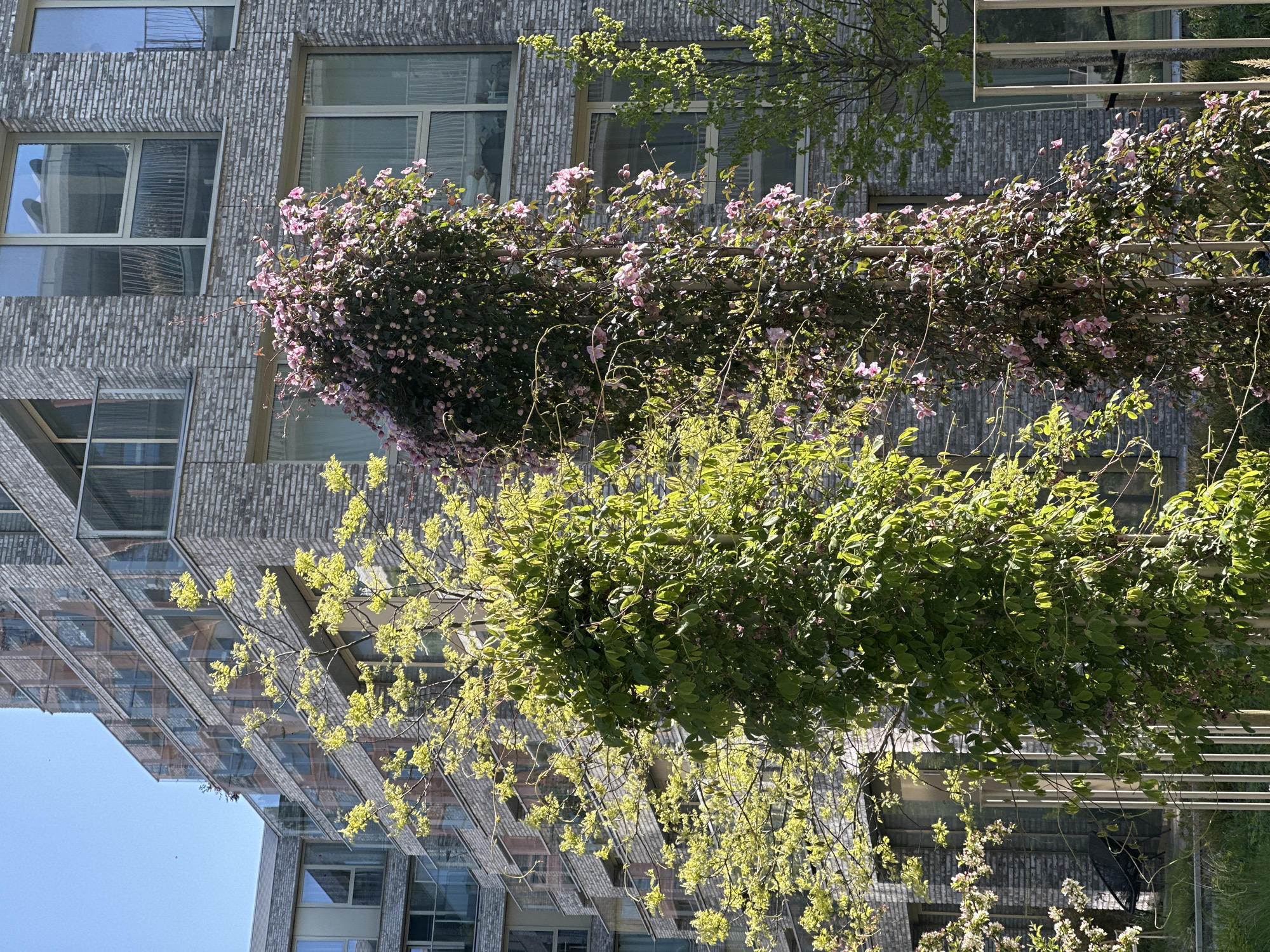 A sunlit, vertical view of a modern urban landscape in Amsterdam, Netherlands, showcases contemporary architecture softened by extensive greenery. The scene is dominated by multi-story buildings with distinctive facades.
On the right, a building features a textured, grey brick facade with vertical ridges, interrupted by numerous large, rectangular windows with light-colored frames. These windows reflect parts of the sky and the surrounding environment. To the left, another modern building exhibits a more complex, angular design with extensive glass panels, reflecting the blue sky and creating a sense of depth.
In the midground, two prominent vertical plant structures stand tall. The one further back (to the right) is densely covered in dark green foliage adorned with a profusion of small, delicate pink flowers, likely a climbing vine such as a clematis or climbing rose. Closer to the viewer (to the left), another vertical plant structure displays vibrant, lighter green leaves, suggesting fresh spring growth, possibly a different species of vine or a young tree on a trellis. Additional tree branches with light green leaves are visible against the clear blue sky in the upper left and against the buildings.
The bright sunlight illuminates the scene, highlighting the textures of the buildings and the varied greens and pinks of the foliage, suggesting a clear, pleasant day. There are no people or discernible activities, and no visible text. The overall impression is one of modern urban development integrating natural elements.
