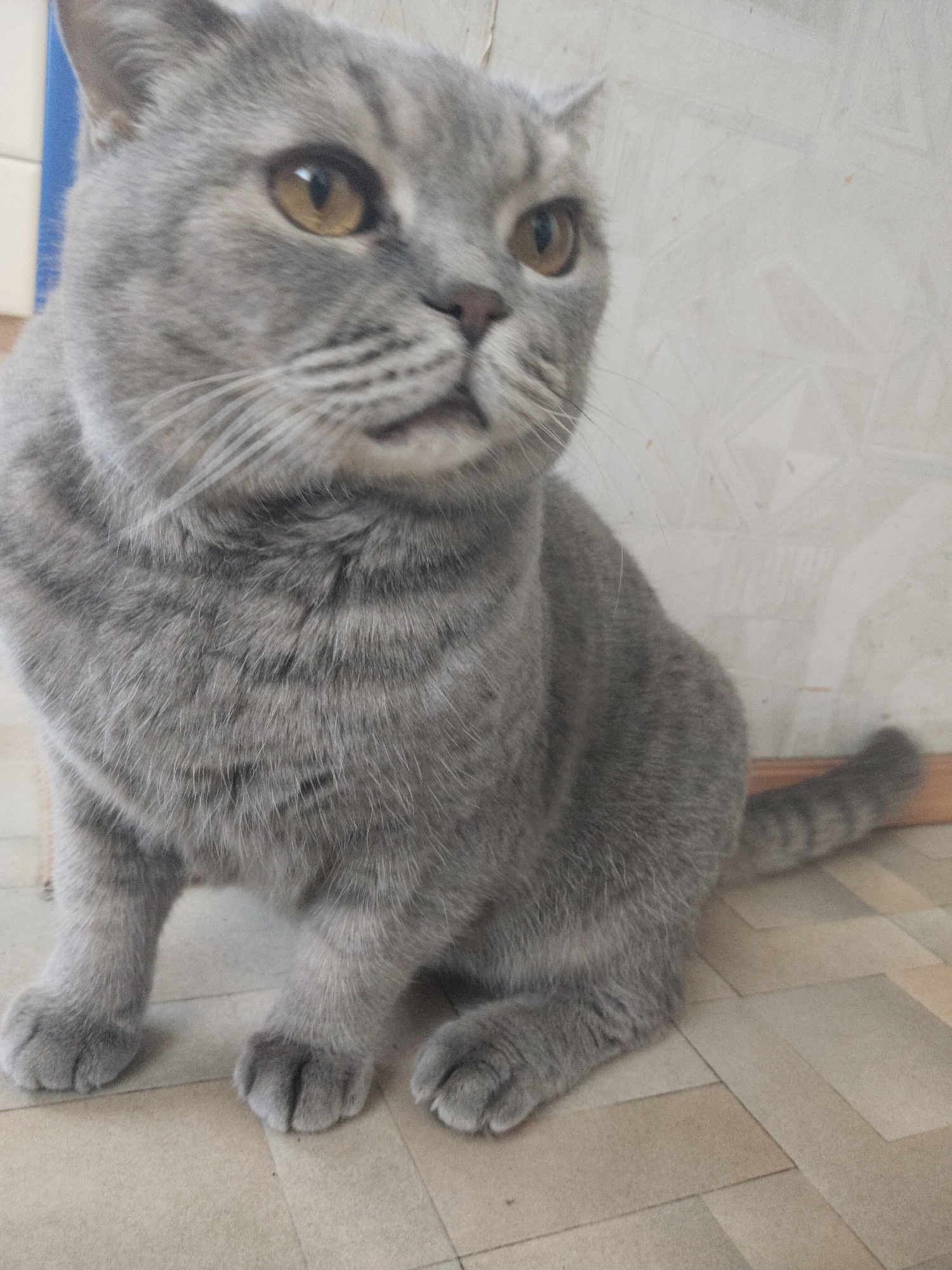 A gray domestic short-haired cat is captured in a close-up, waist-up shot, sitting indoors. The cat has dense, plush gray fur with subtle darker tabby stripes visible on its body, legs, and tail. Its large, round eyes are a striking amber or golden color with vertical pupils, and it has a small pink nose and prominent white whiskers fanning out from its cheeks. The cat's ears appear slightly folded or flattened, suggesting it might be a Scottish Fold breed.
The cat is looking slightly to its left (the viewer's right) with an alert and curious expression. Its front paws are neatly tucked, and the individual toe pads are visible. The tail, also striped, is curled behind it.
The background consists of a light-colored wall with a faint geometric or tiled pattern, suggesting an indoor domestic setting. Below the cat is a floor covered in light-colored, possibly beige or cream-toned square tiles or linoleum. On the far left, a hint of a blue object or surface can be seen. The lighting is soft and even, highlighting the cat's features and fur texture. There is no visible text in the image.