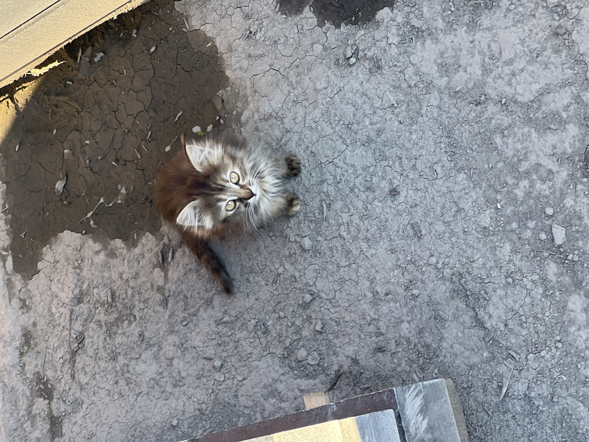 A high-angle, eye-level shot captures a fluffy, brown and white kitten looking directly at the camera, its yellow eyes wide. The kitten is positioned on cracked, dry earth. To the left of the frame, a lighter-colored, textured surface, possibly a wall or building overhang, casts a shadow over a portion of the ground. Small, dry leaves and debris are scattered across the earth. The overall scene suggests an outdoor setting, possibly a backyard or alleyway, under natural light, indicating daytime. The kitten appears alert and possibly curious or expectant. No visible text is present in the image. The setting appears to be Shevlyakovo, Russia.