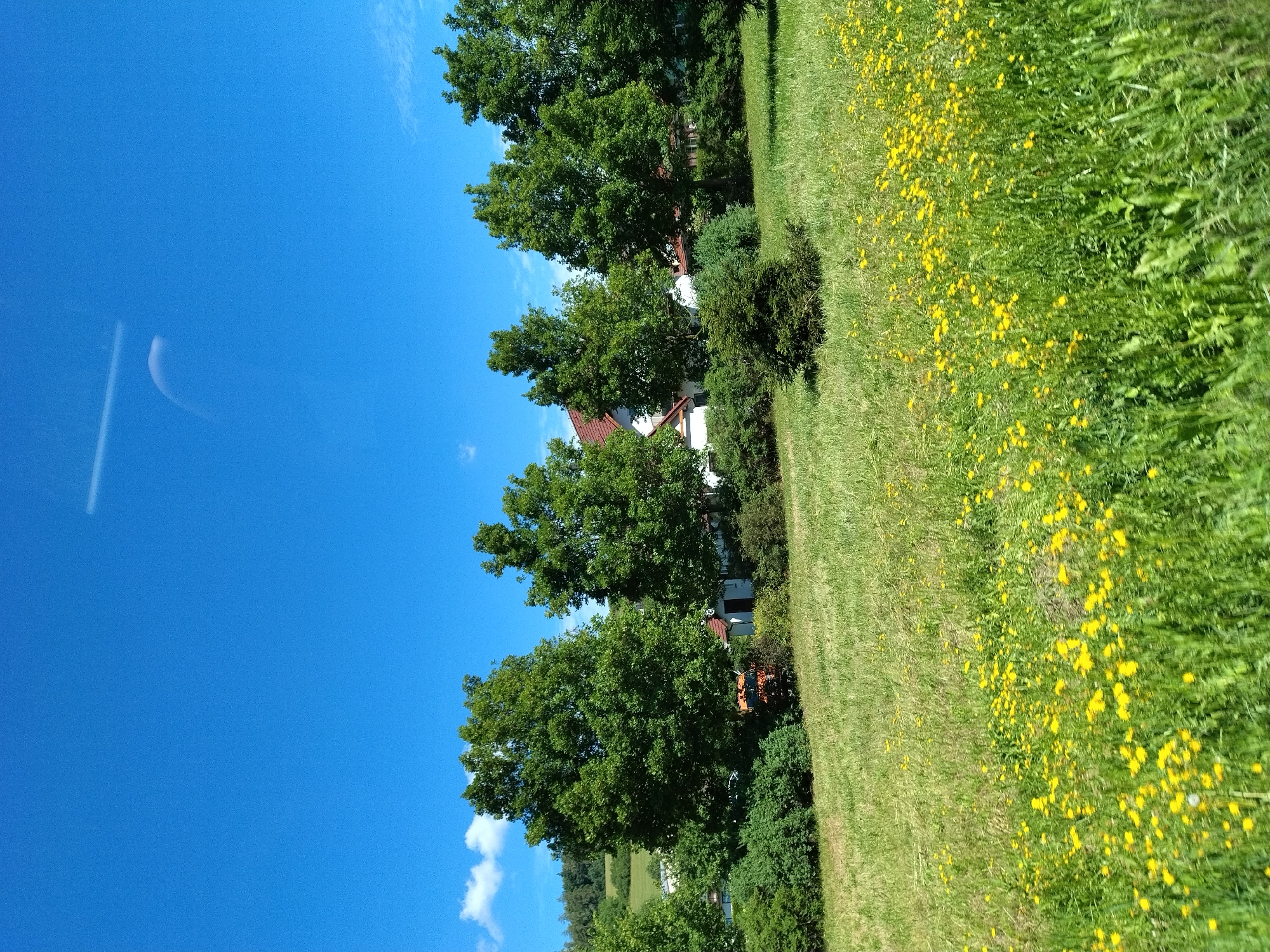The image shows a rural landscape in Dolany, Czechia, under a clear blue sky with a faint cloud. In the foreground, a field of green grass is dotted with numerous small yellow wildflowers. Behind the field, a line of lush green trees stands tall, partially obscuring several buildings. One building, with a red-tiled roof, appears to be a house, and a smaller white structure with a dark door is visible next to it. A small, dark green coniferous bush is situated in the middle ground, to the right of a larger, fuller green bush. To the far left, a red tractor is partially visible amongst the trees and foliage. The overall scene depicts a serene summer day in a natural setting.